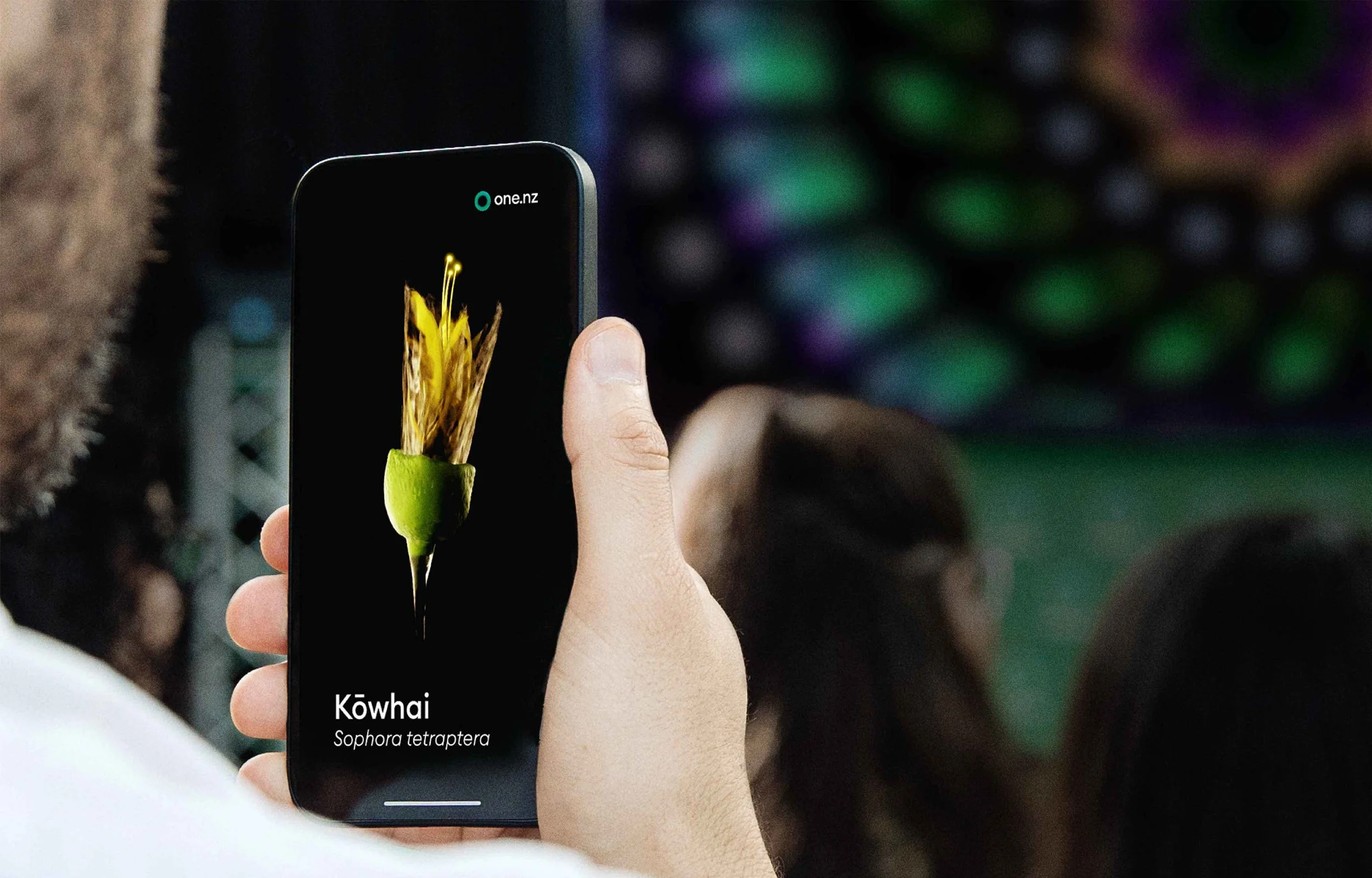 Person holding a smartphone displaying an image of a kawhai fish with its scientific name Sophora tetraptera on the screen.