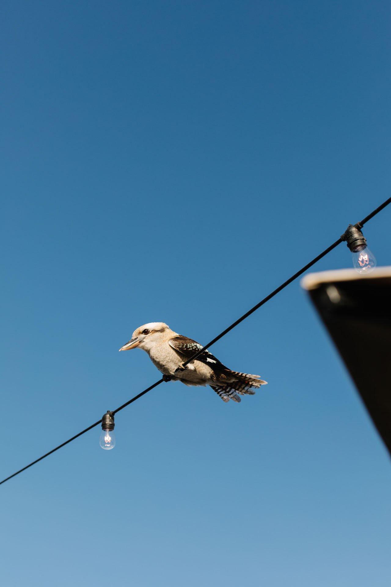 A bird perched on a string of outdoor lights against a clear blue sky.
