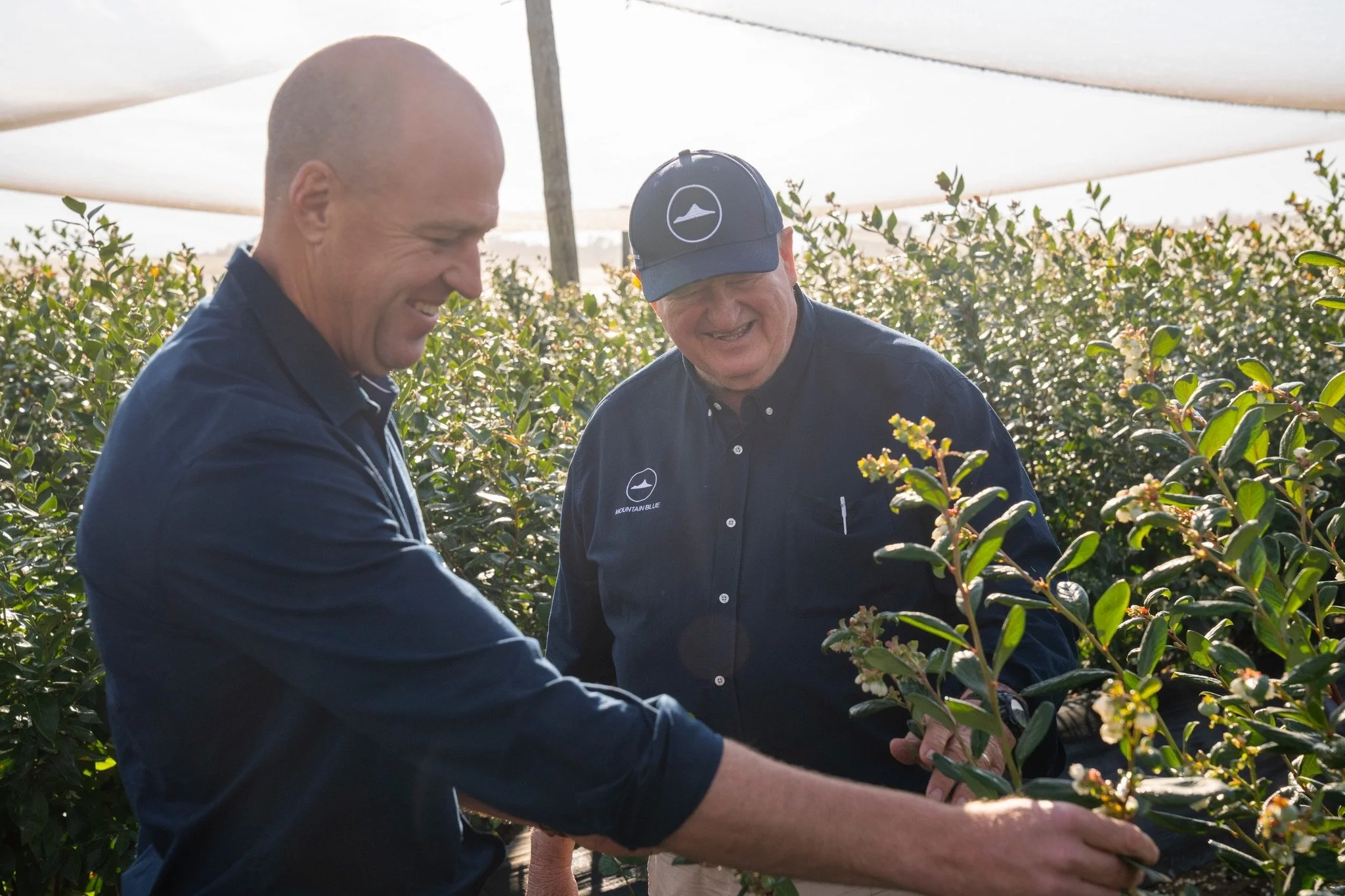 Two men smiling and examining blueberry plants in a field under shade netting, wearing navy shirts and one with a baseball cap.