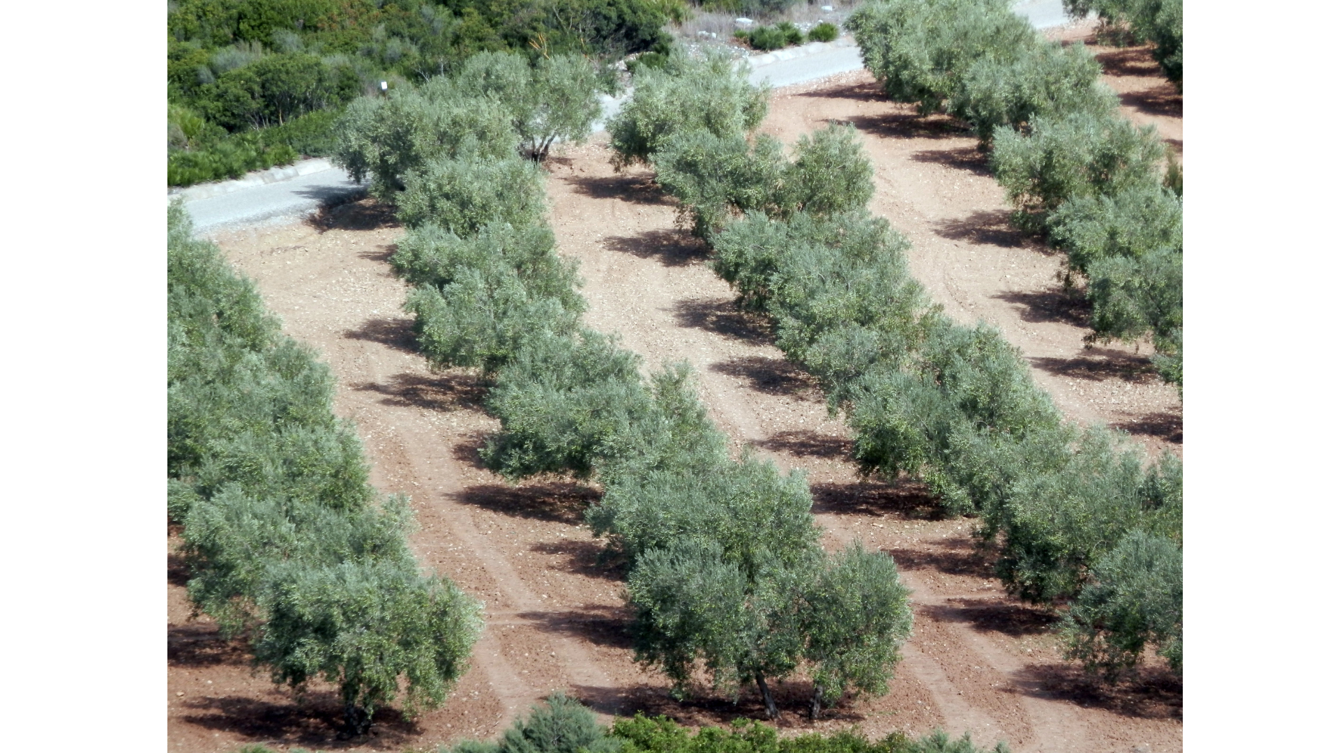 An aerial view of an olive grove with rows of olive trees separated by dirt paths, and a gravel pathway at the top of the image.