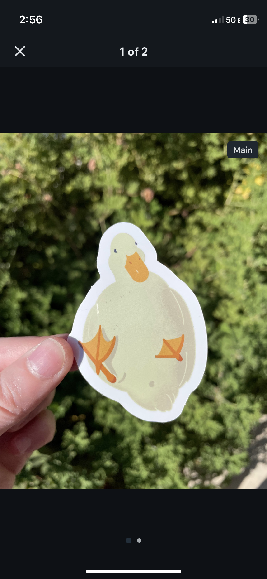 Duck