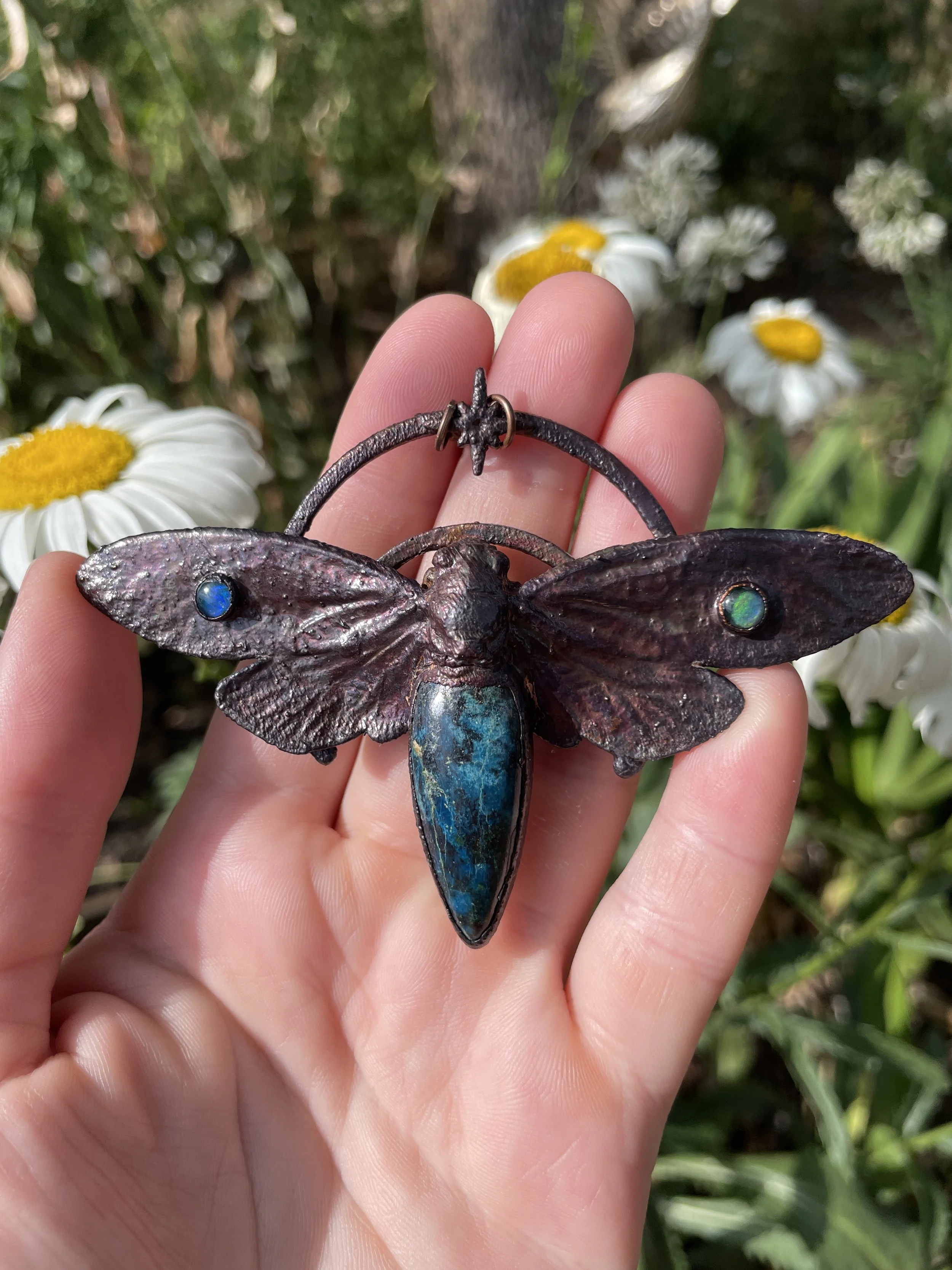 Cicadas