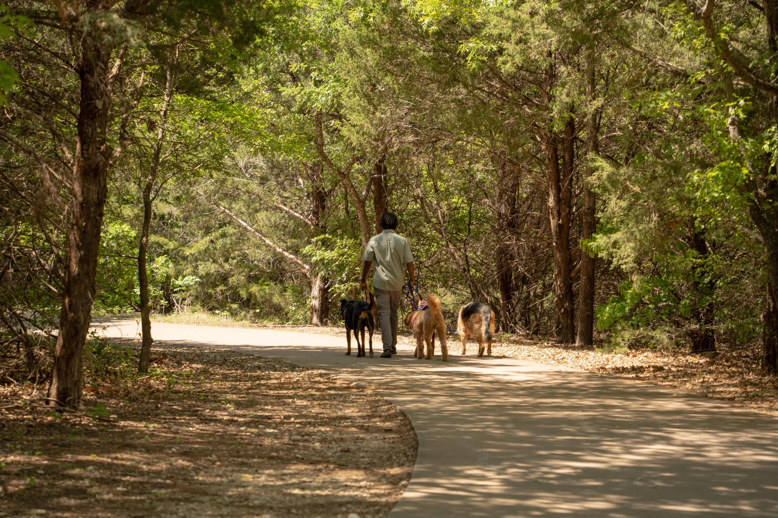 A person walking three dogs along a forest trail surrounded by tall trees and greenery.