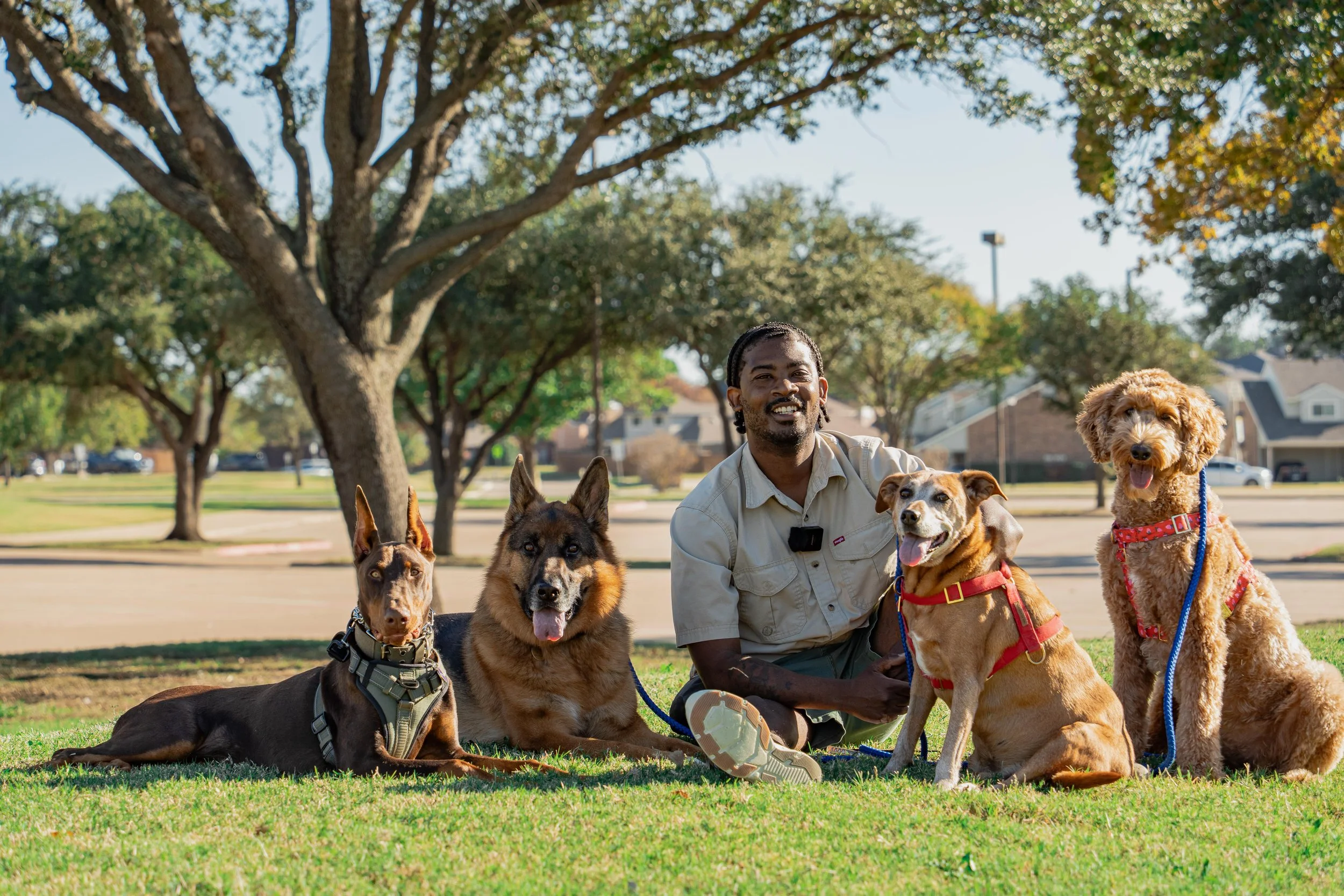 A man sitting on grass in a park with four service dogs of various breeds, all wearing harnesses or collars, under trees with houses in the background.