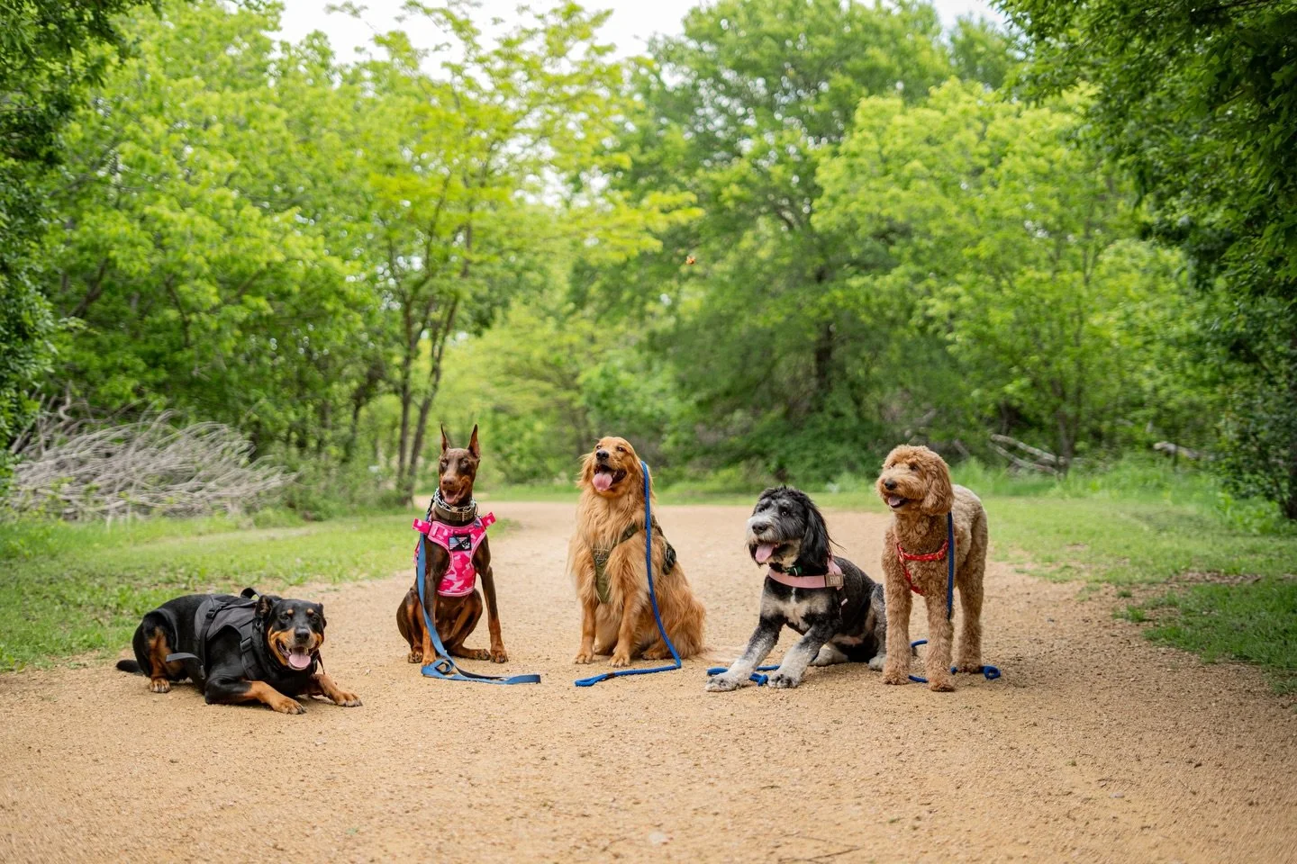 Pack walk break - 04.09.26

#adventuredoggybus