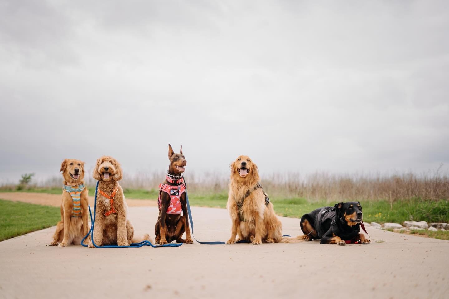 An overcast day for the pack! #adventuredoggybus