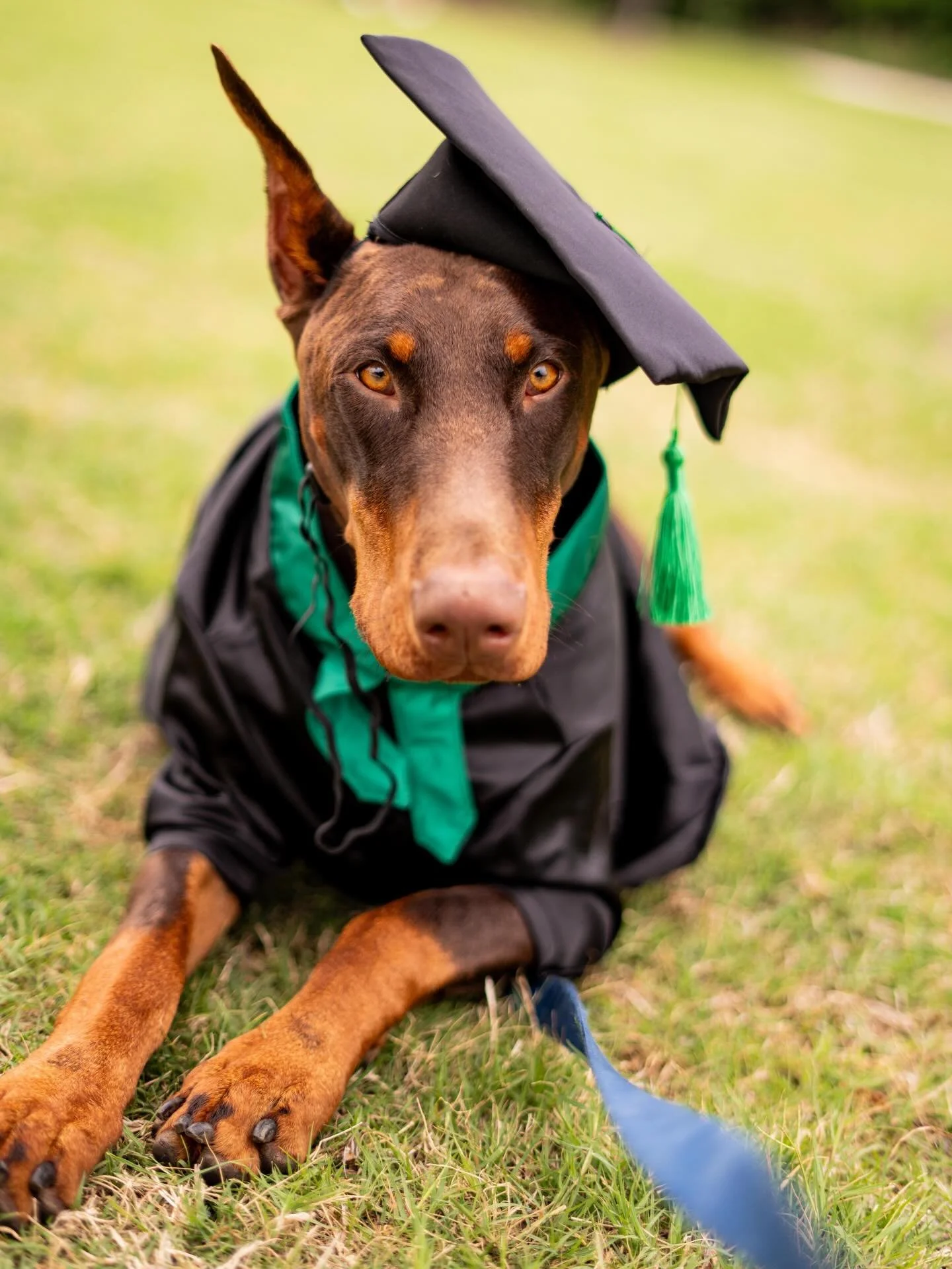 Happy National Doberman Day! 🐾
Featuring our Ember! 🥰

#adventuredoggybus