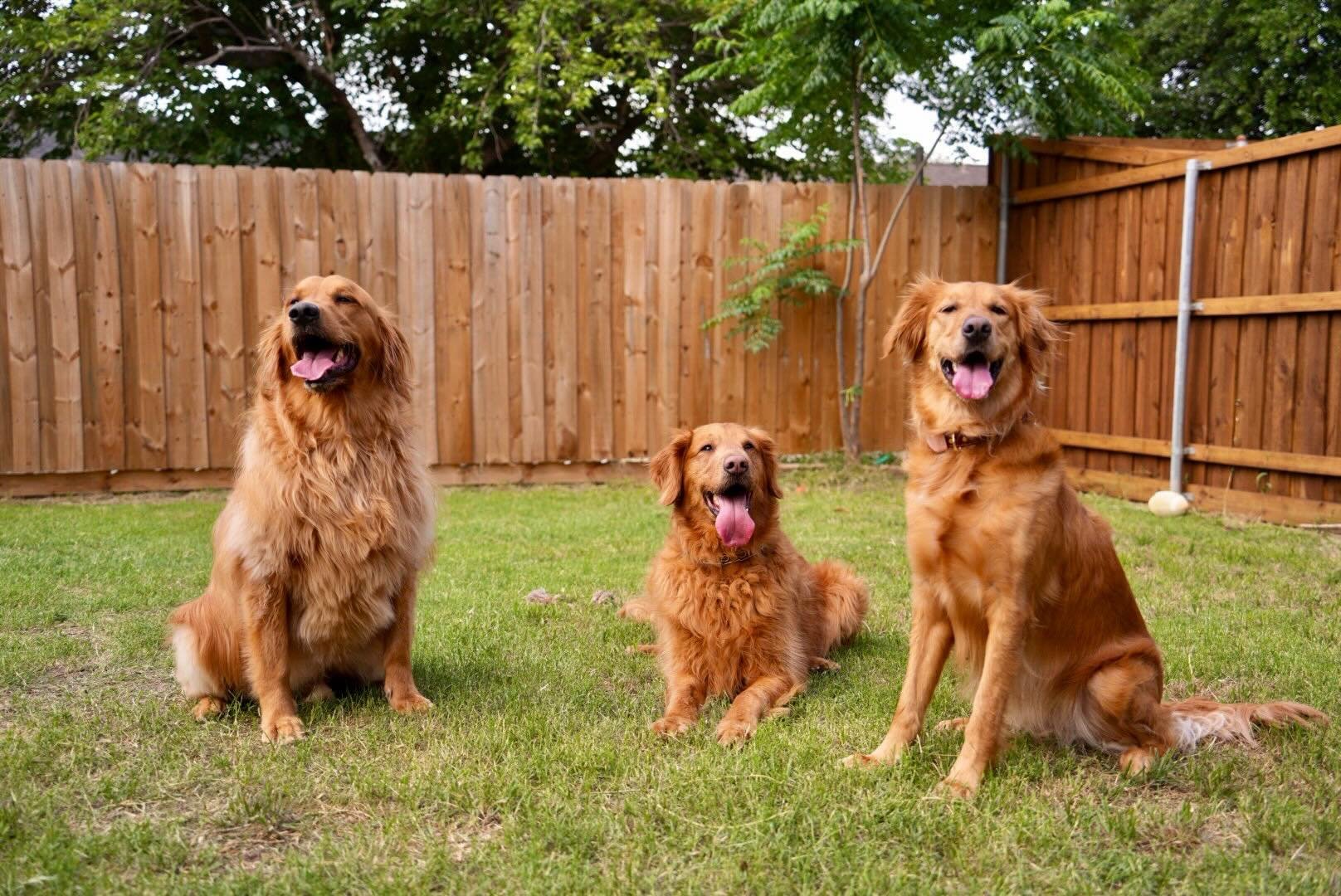 Goldens might officially be the honorary mascots of the Adventure Doggy Bus 😂🐾

For whatever reason, this breed has absolutely crushed the transition to bus life. Calm, social, adaptable, and they act like they&rsquo;ve been riding with the pack fo