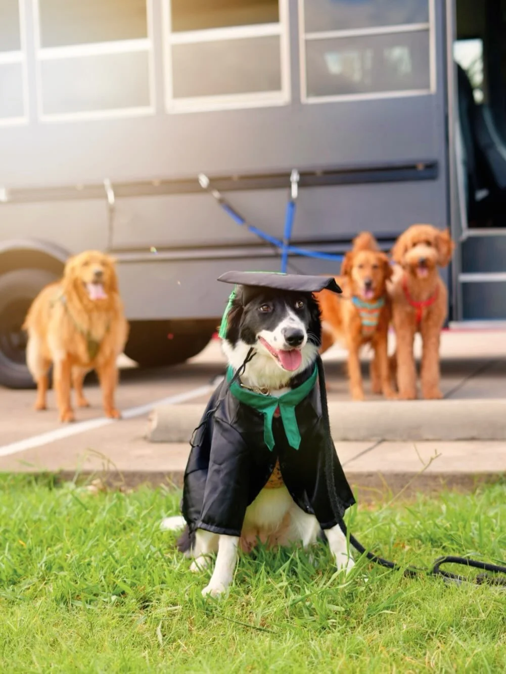 Lana has graduated 🐾☀️ Congratulations to our girl!

Onboarding includes:
☀️ Pack Socialization
☀️ Leash Manners
☀️ Bus Loading &amp; Unloading 
☀️ Confidence Building 
☀️ Neutrality in Novel Environments 
☀️ Introduction to &ldquo;Implied&rdquo; St