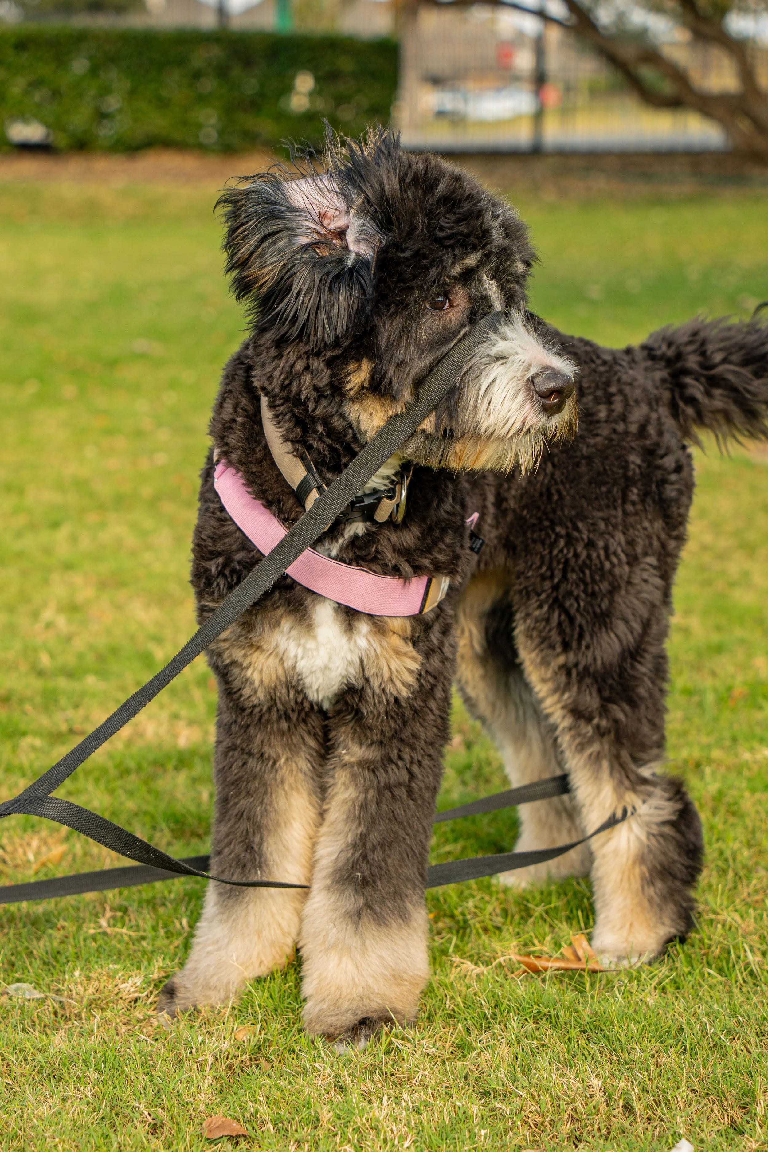 A fluffy black, brown, and white puppy with long fur stands on grass, wearing pink and black harnesses and a leash, outdoors with a blurred background of greenery and trees.