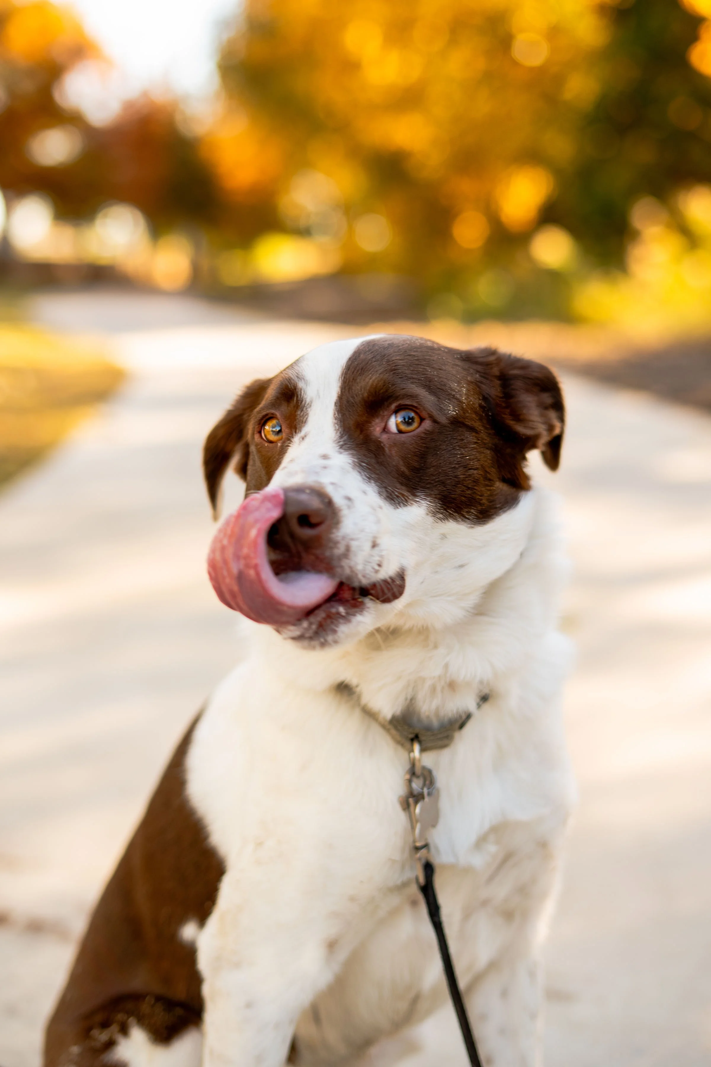 Dog with brown and white fur licking its nose outside on a sunny day with fall foliage in the background.
