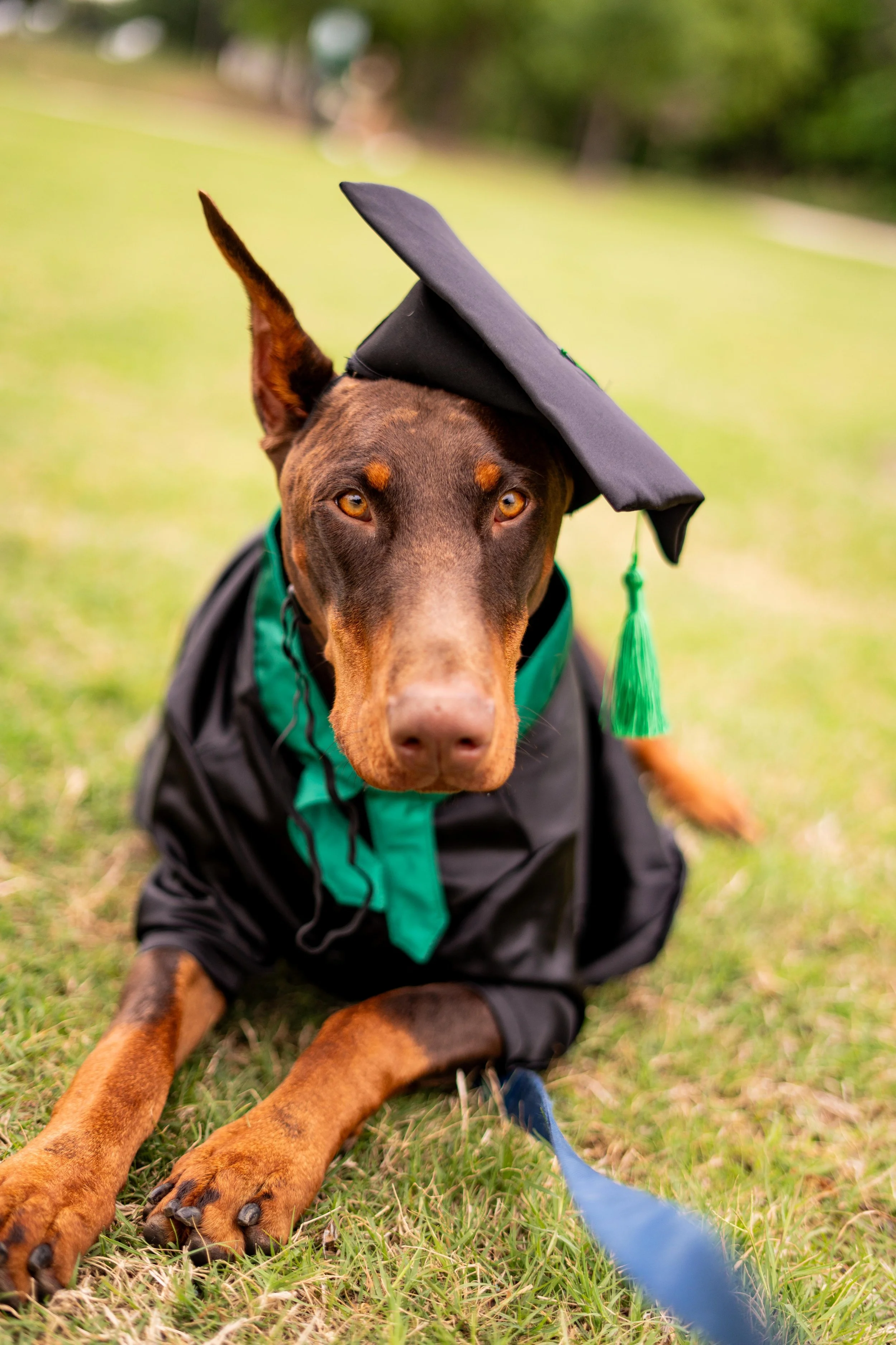 A dog wearing a green graduation cap and gown sitting on grass, with a black jacket, orange eyes, and ears standing up, on a blurred background.