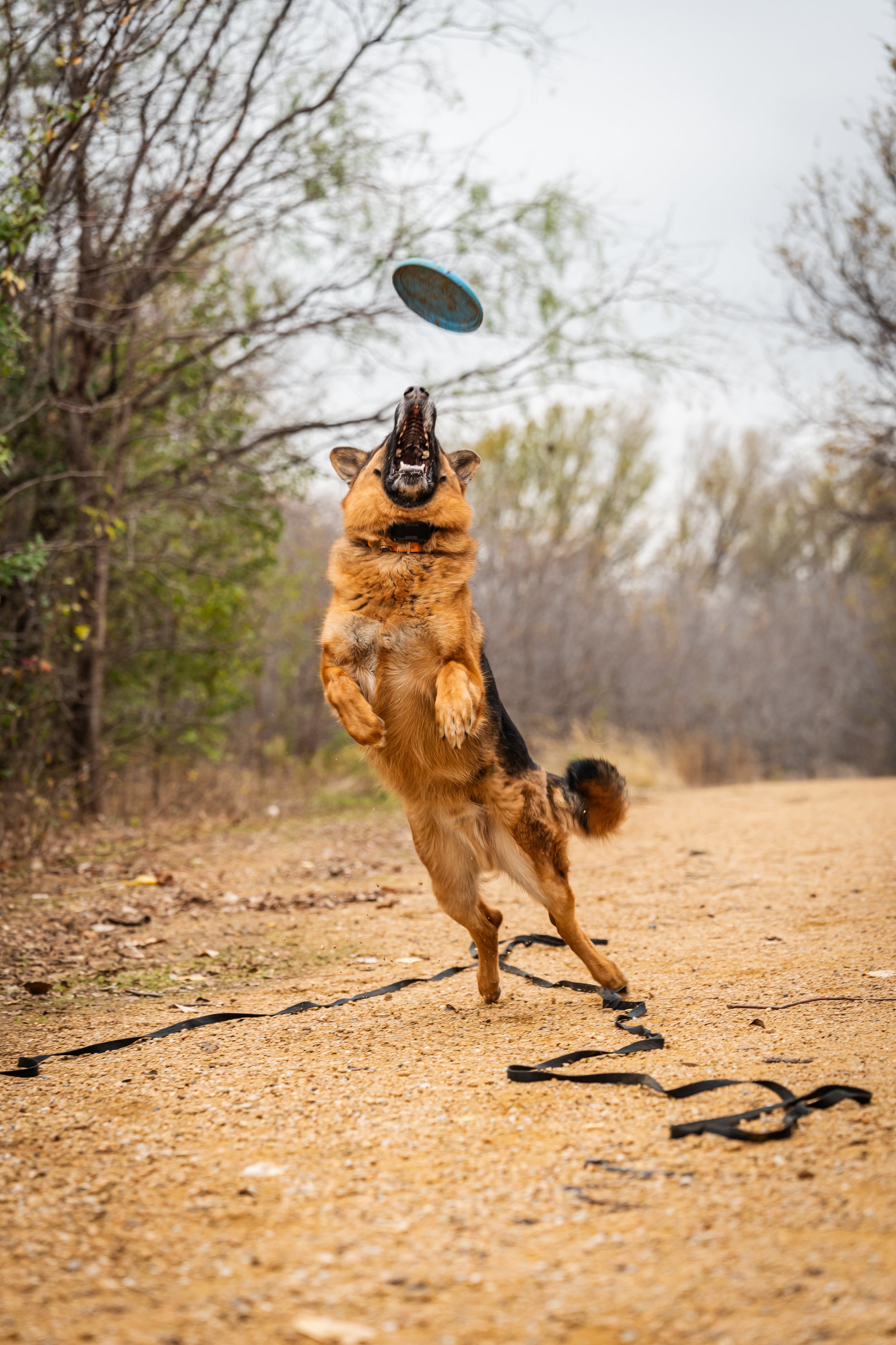 A German Shepherd dog catching a frisbee in mid-air on a dirt trail surrounded by trees.