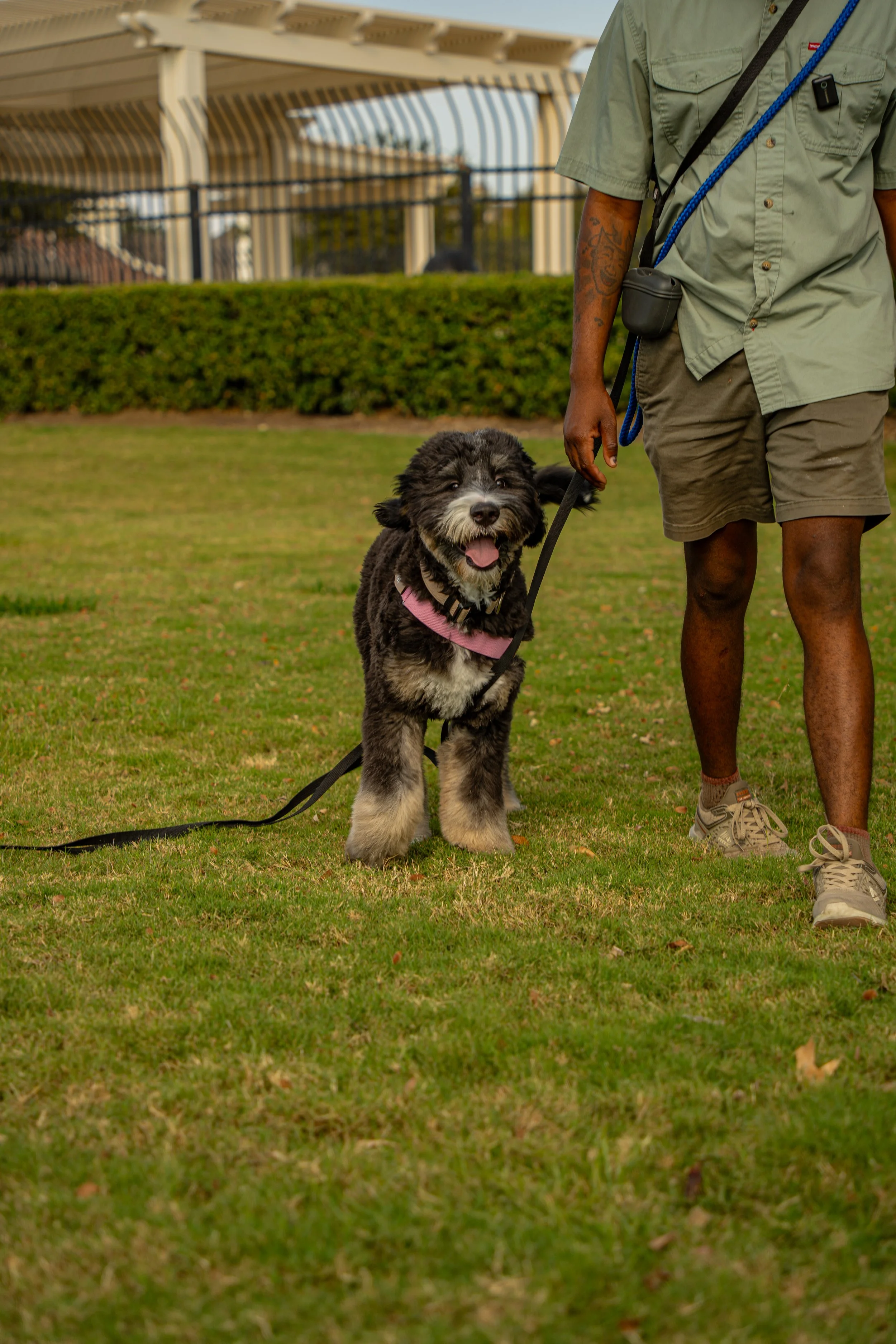 A person holding a leash attached to a happy black and gray fluffy puppy with a pink collar, standing on a grassy field.