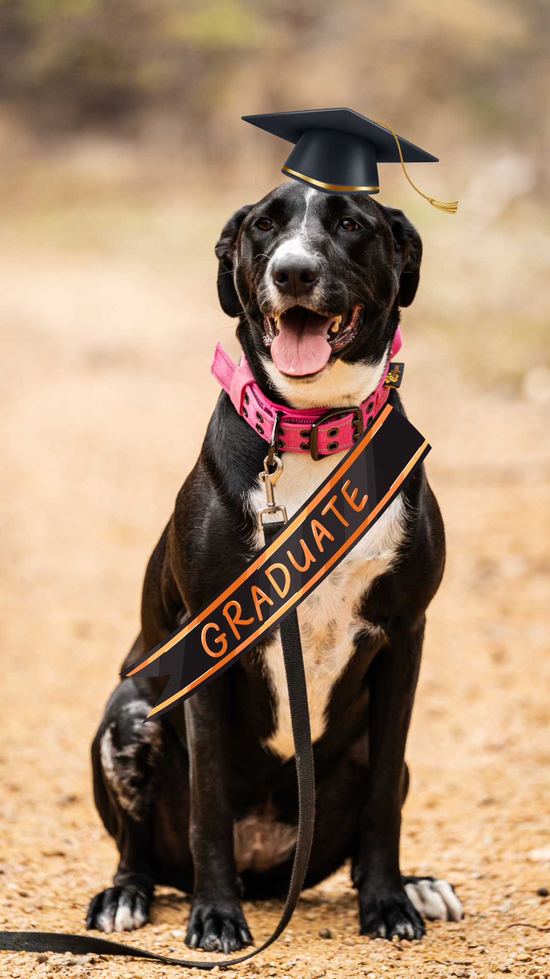 A black and white dog wearing a pink collar, sitting outdoors on a dirt path with a blurred background. The dog has a graduation cap on its head and a sign across its chest that reads 'Graduate'.