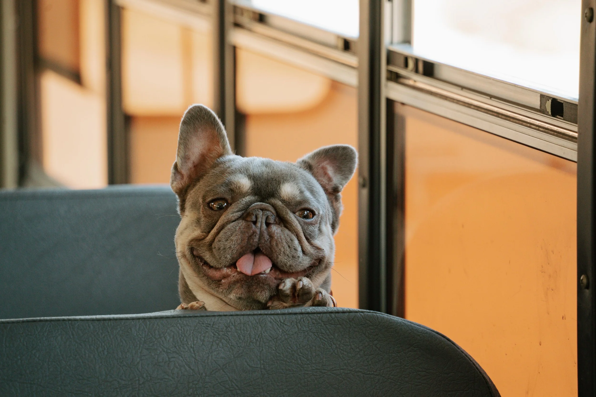 A smiling French Bulldog sitting on a school bus seat with orange walls and windows in the background.