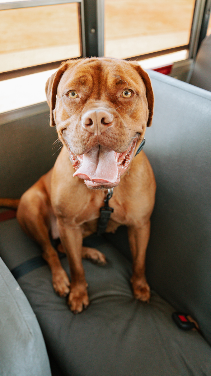 A happy brown dog sitting on a bus seat with its mouth open and tongue out.