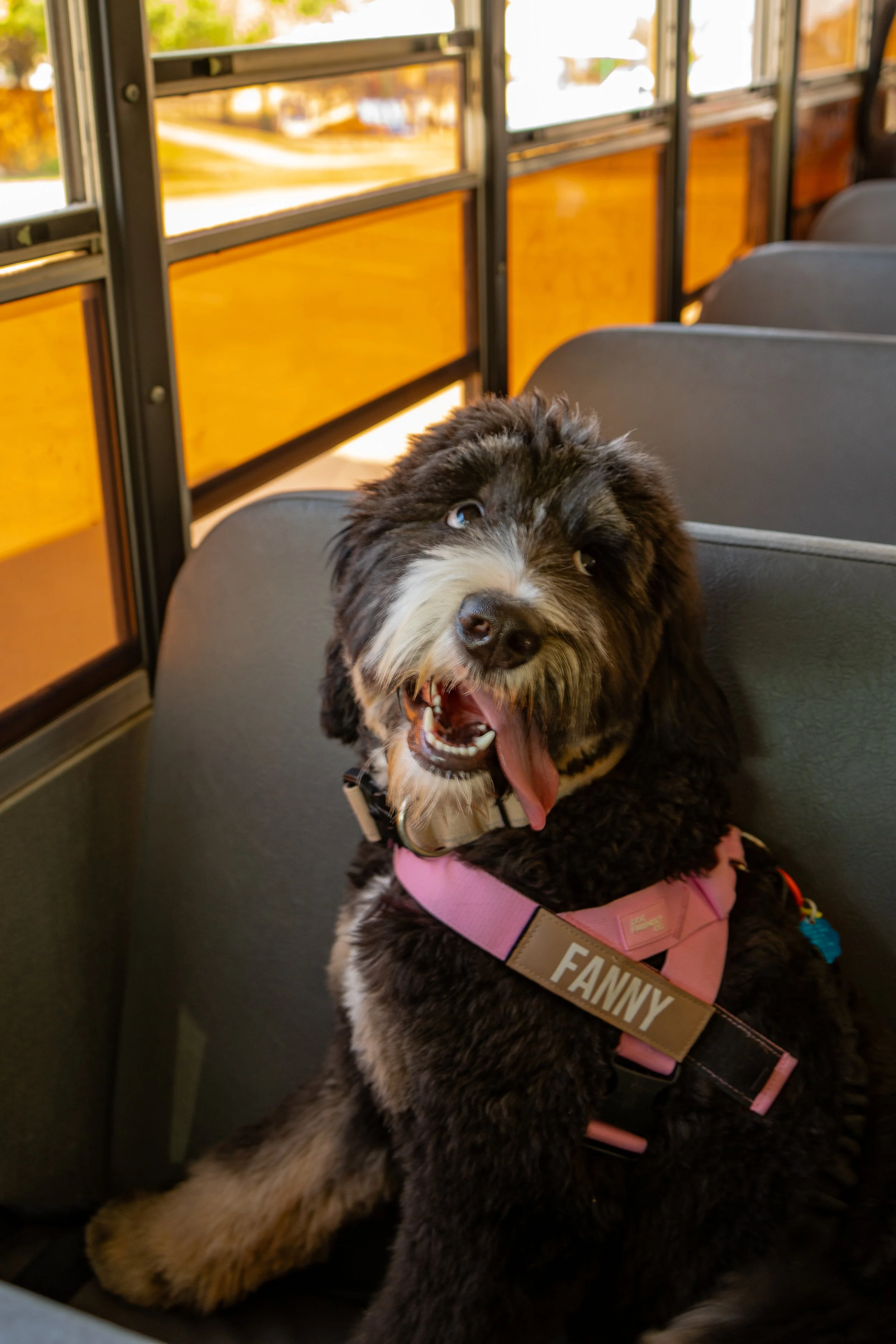 A happy black and white puppy wearing a pink harness labeled 'FANNY', sitting on a school bus seat with open mouth and tongue out.