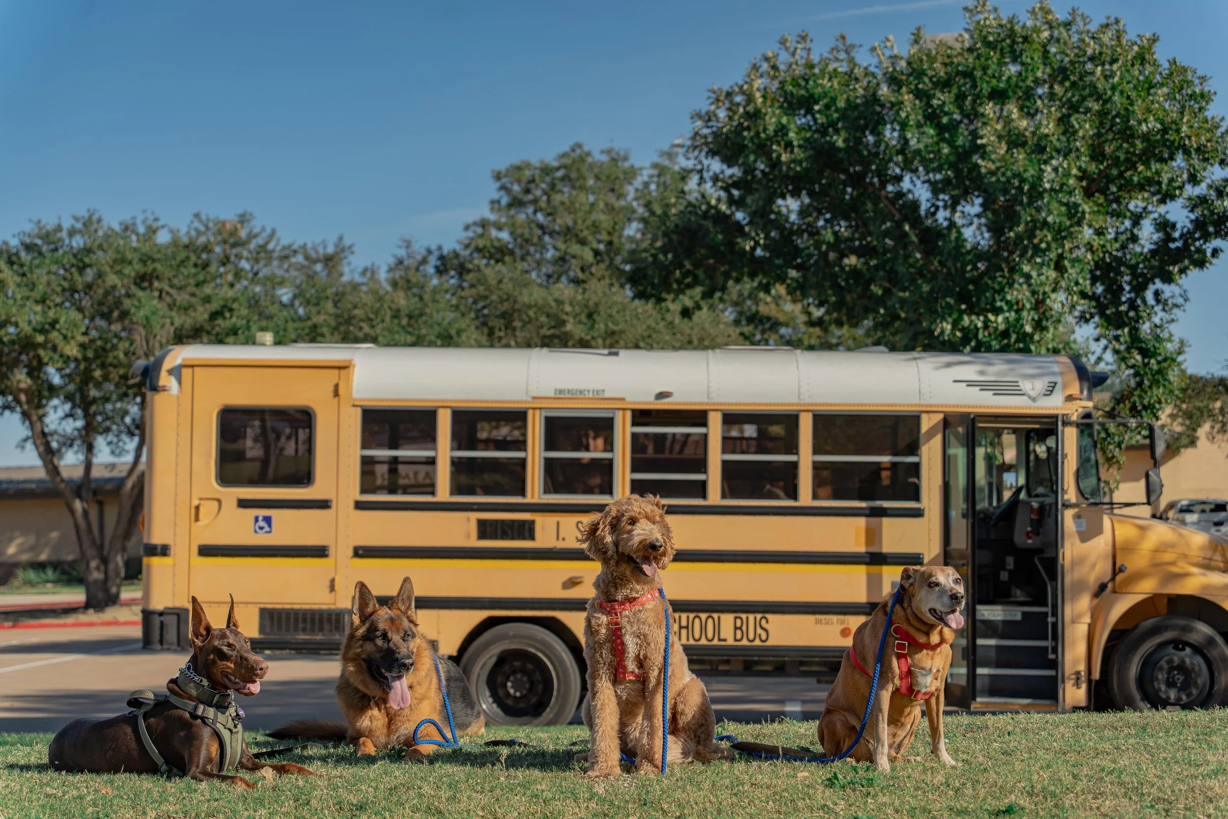 Four service dogs sitting on grass in front of a yellow school bus in a park with trees in the background.