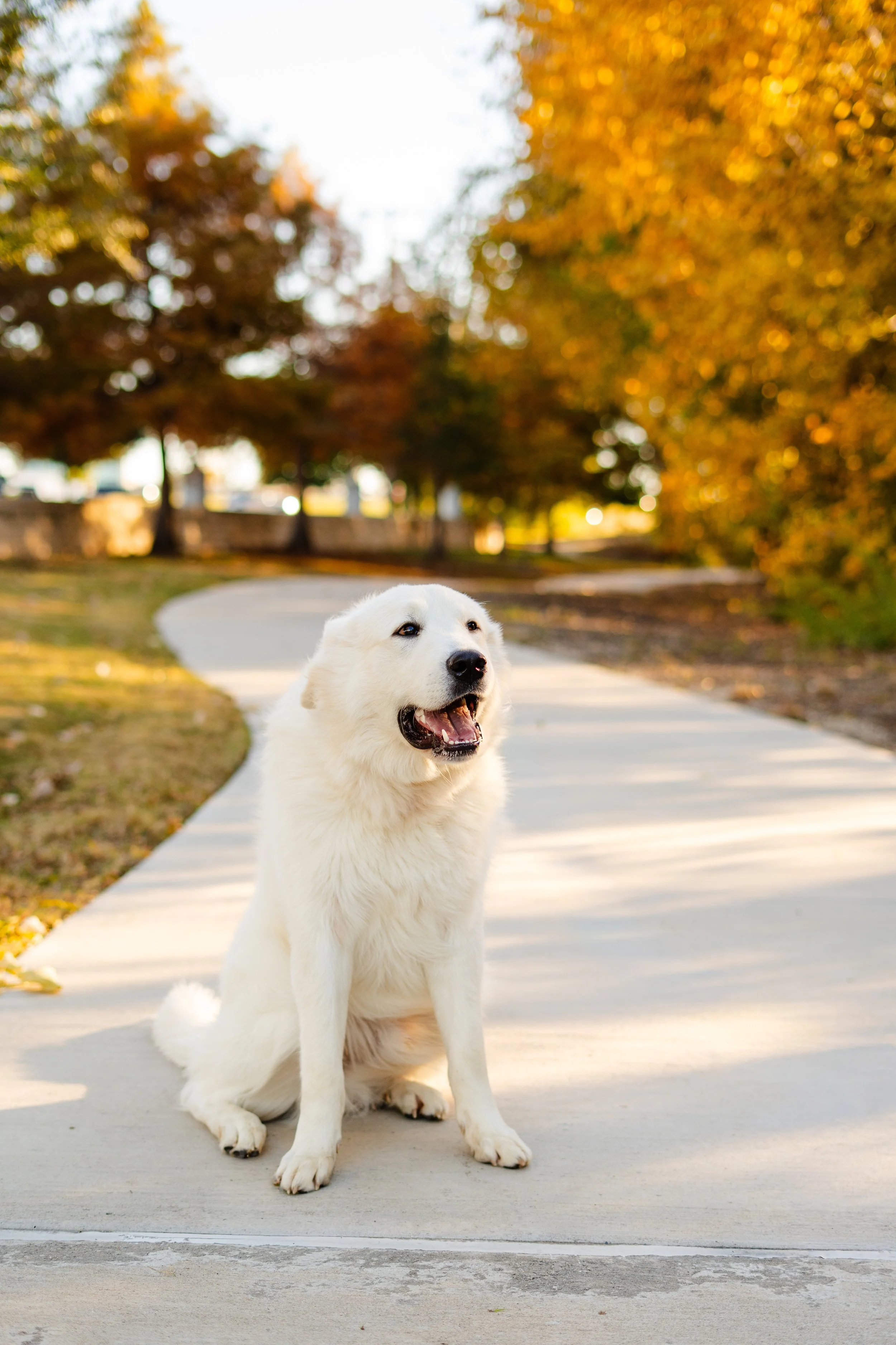 A white dog, possibly a Great Pyrenees, sitting on a sidewalk in a park with autumn leaves and trees in the background.