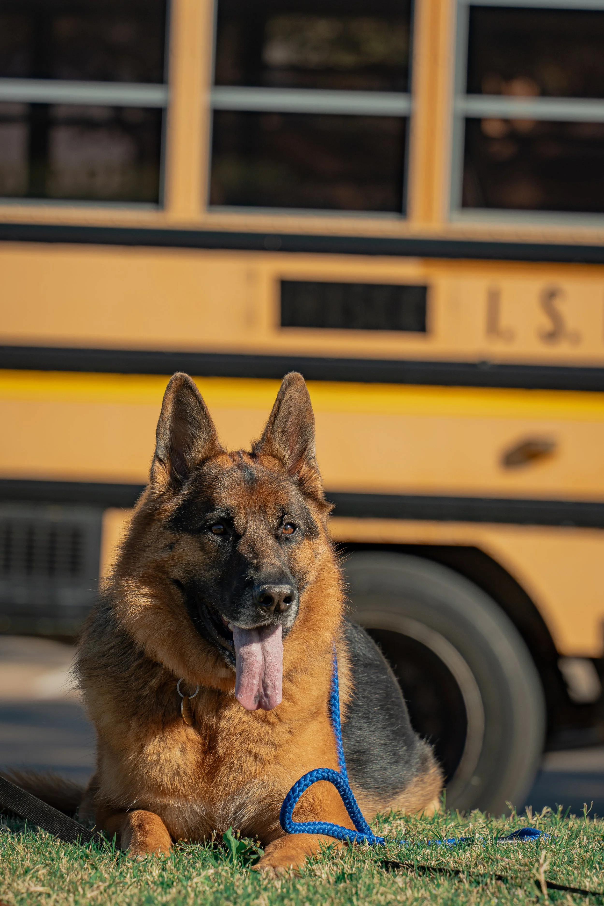 A German Shepherd police dog laying on grass with a blue leash, in front of a yellow school bus.