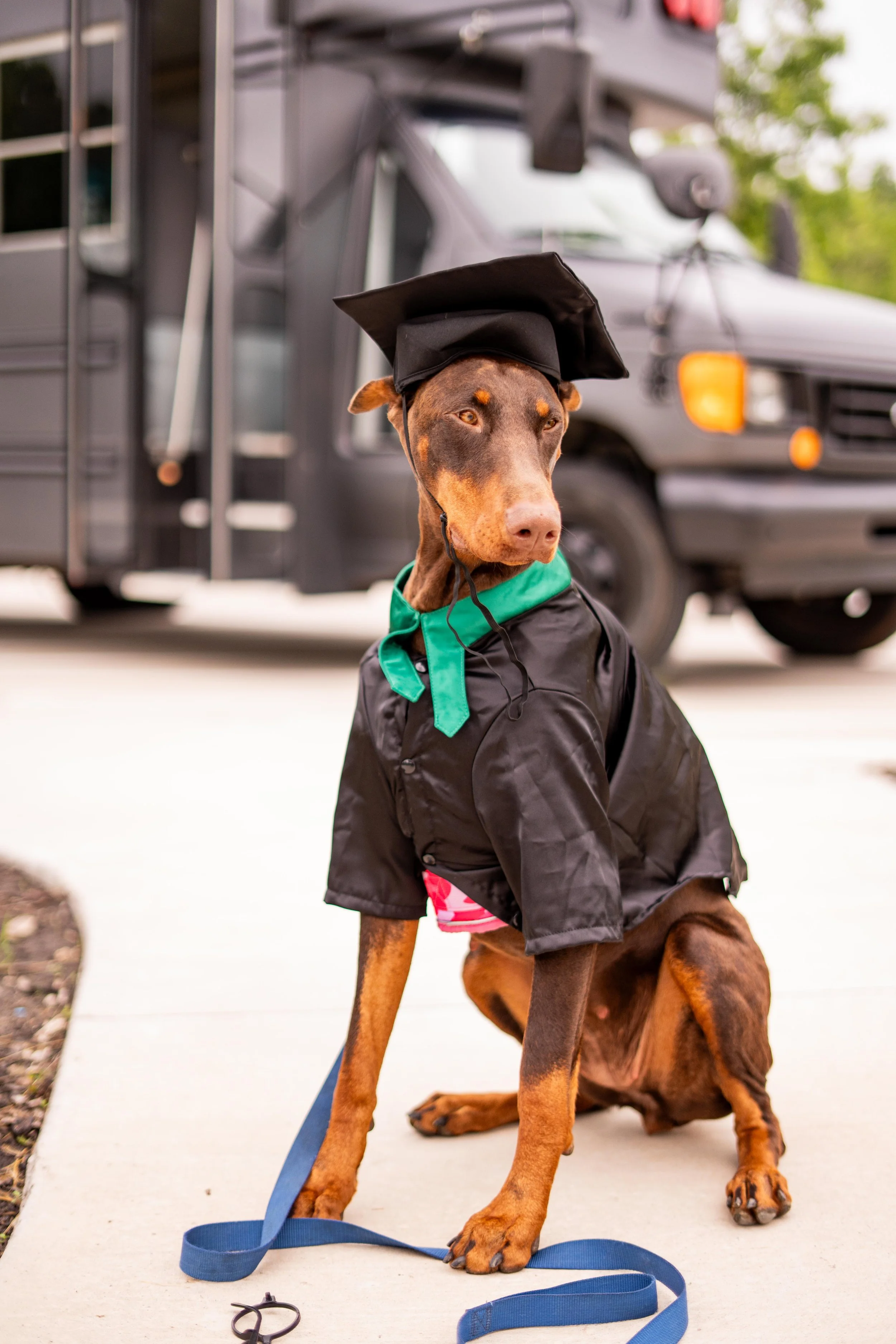 A dog wearing a black graduation cap and gown with a green collar, sitting on a sidewalk with a blue leash. In the background, there is a gray vehicle and some green trees.