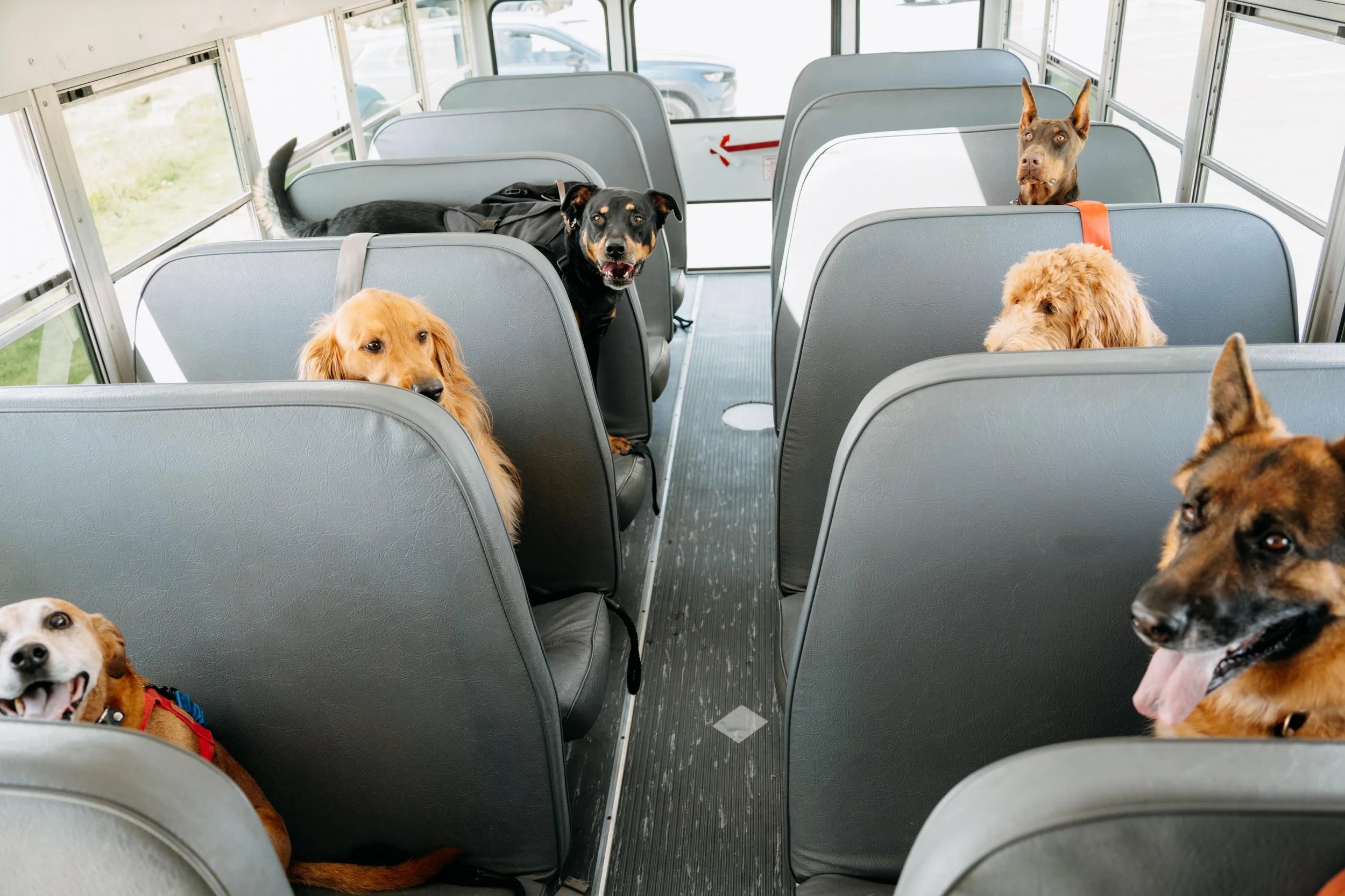 Multiple dogs sitting on seats inside a bus, some looking towards the camera and others looking away.