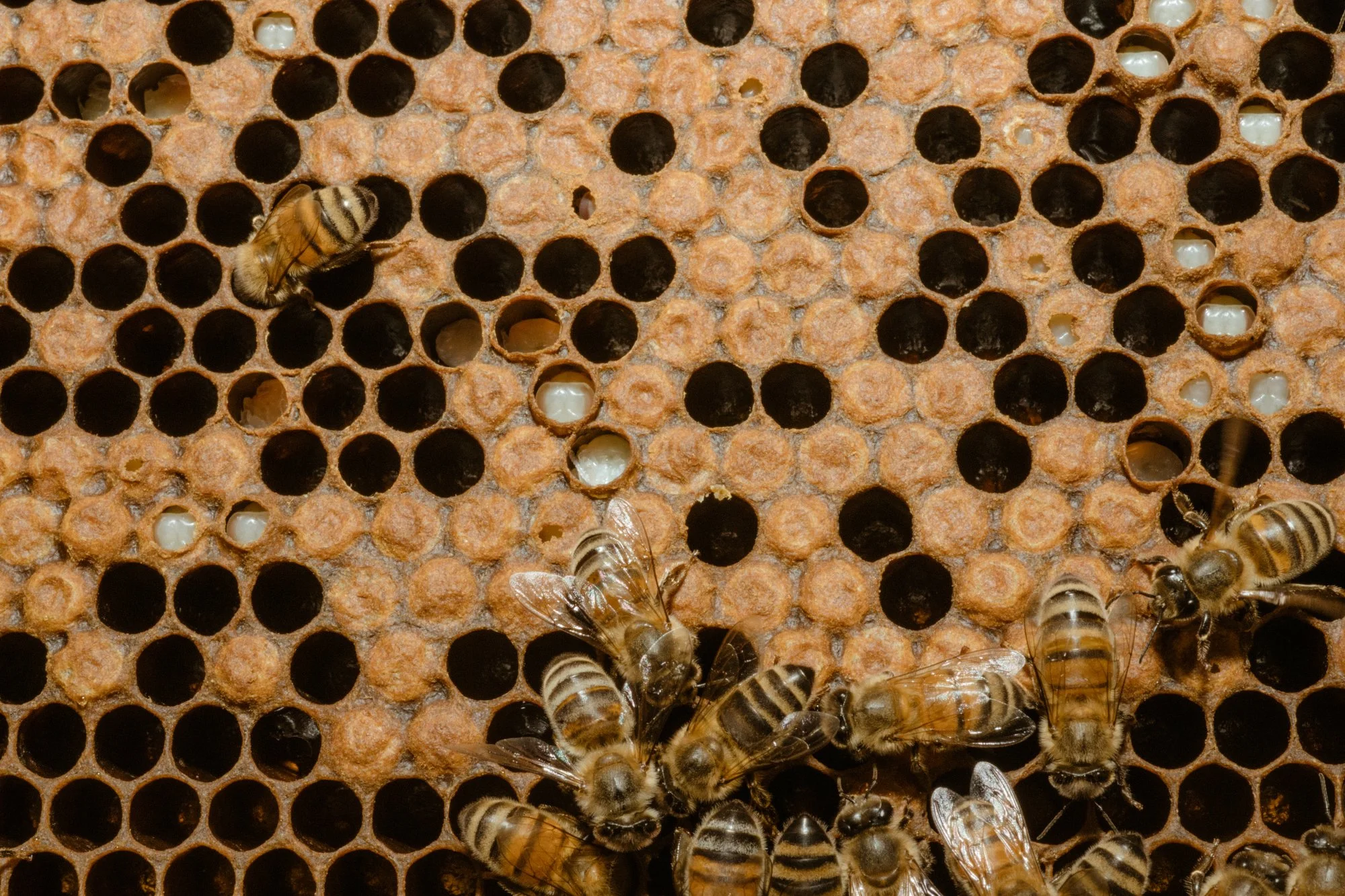 nashville+franklin+williamson+lewis+branding+lifestyle+photographer+portrait+editorial++tennessee+documentary+bees+apiary+beekeeping+beekeeper+honey+farming+agriculture+environmentalism+rural-12.jpg