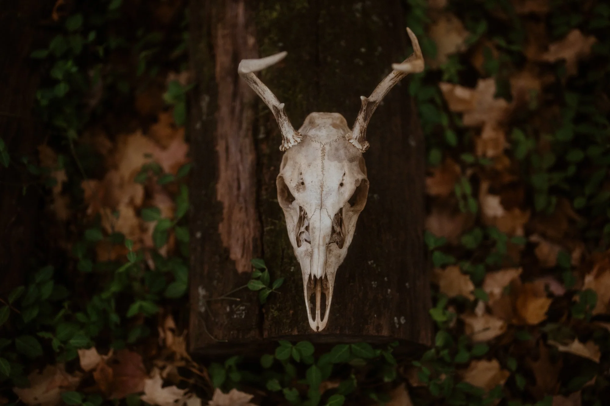 nashville+franklin+williamson+lewis+branding+lifestyle+photographer+flower+farm+herbal+tea+apothecary+handmade+candle+forage+natural+healing+market+tennessee-2.jpg