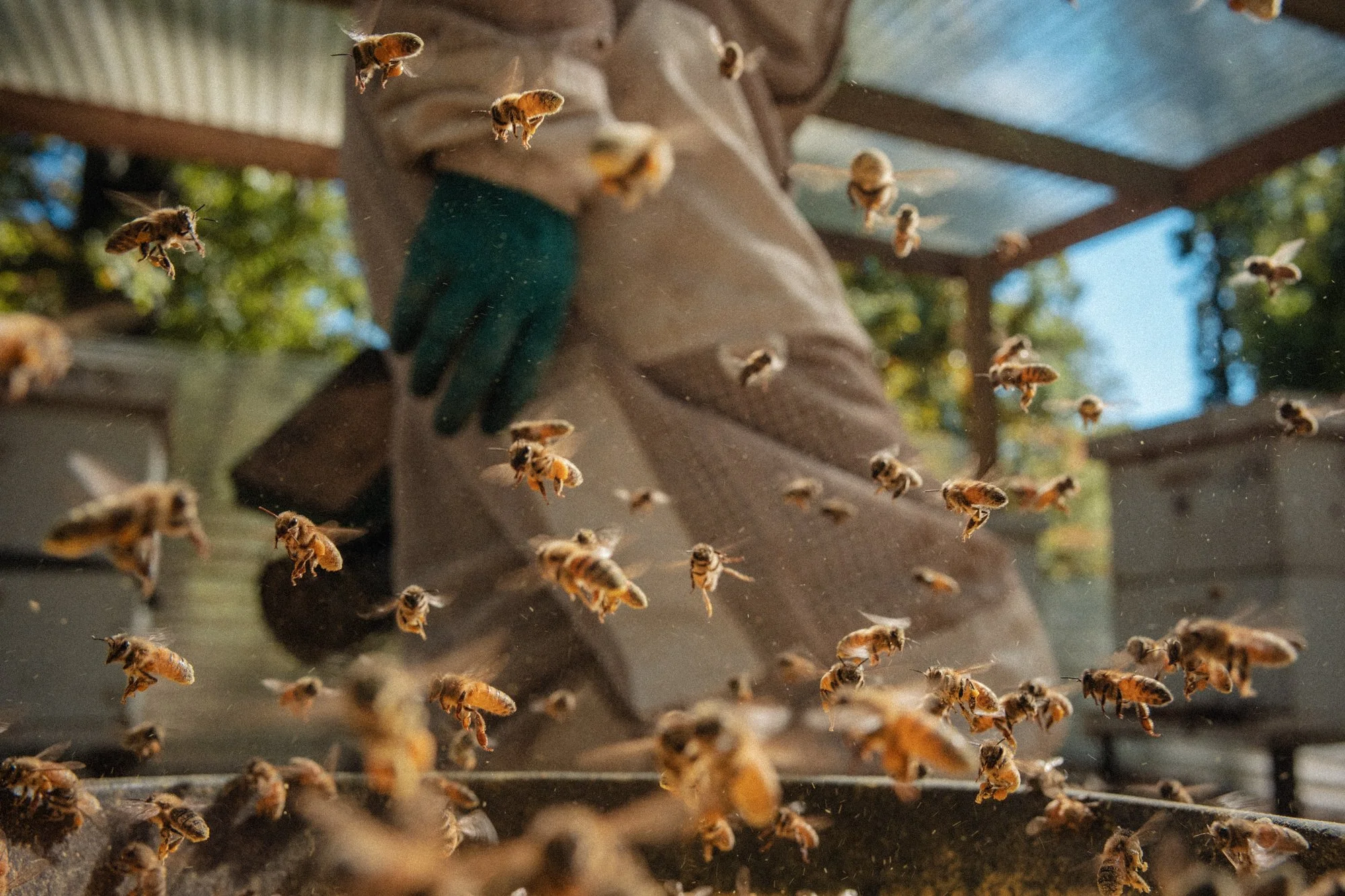 nashville+franklin+williamson+lewis+branding+lifestyle+photographer+portrait+editorial++tennessee+documentary+bees+apiary+beekeeping+beekeeper+honey+farming+agriculture+environmentalism+rural-17.jpg