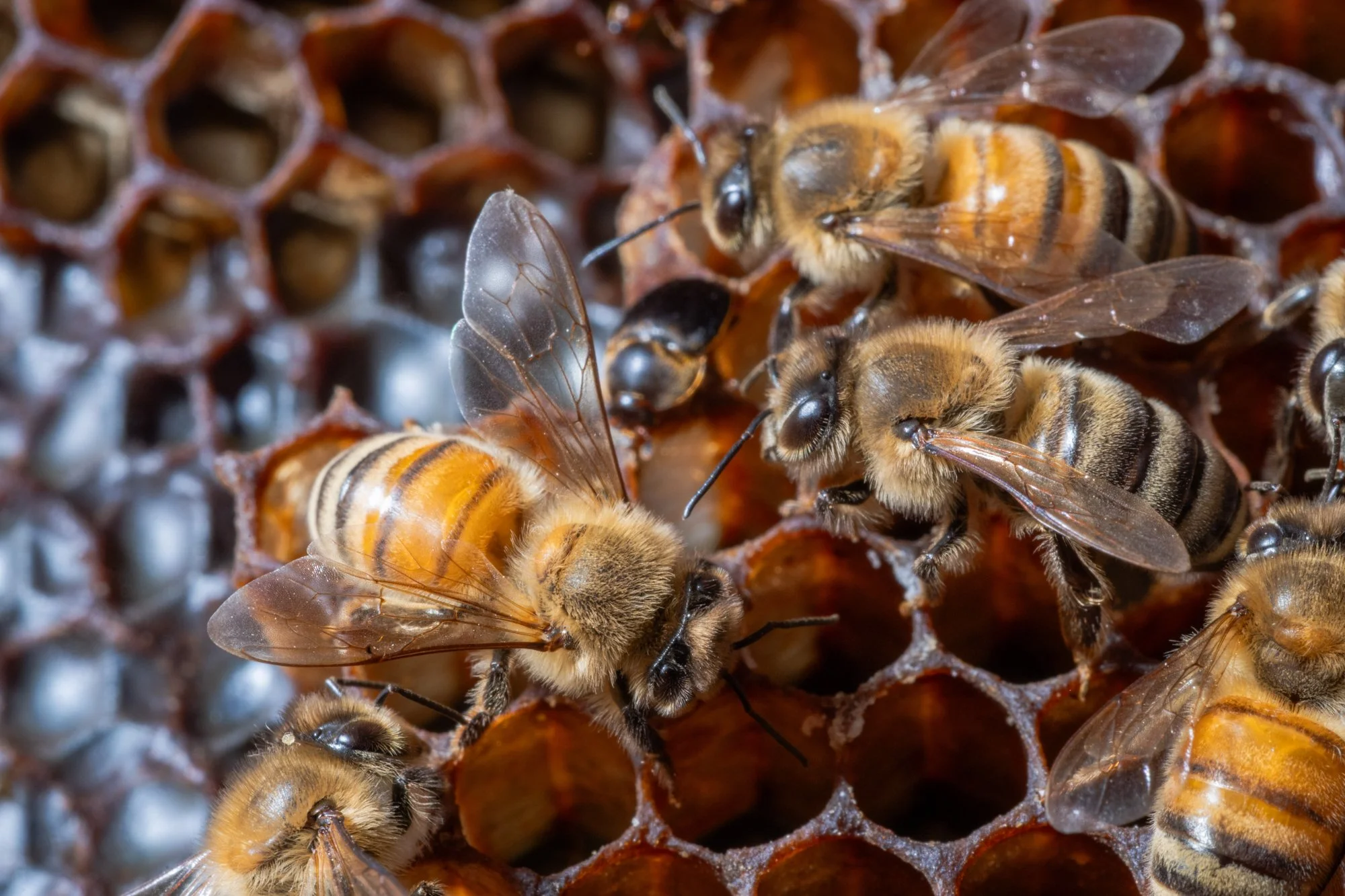nashville+franklin+williamson+lewis+branding+lifestyle+photographer+portrait+editorial++tennessee+documentary+bees+apiary+beekeeping+beekeeper+honey+farming+agriculture+environmentalism+rural-22.jpg