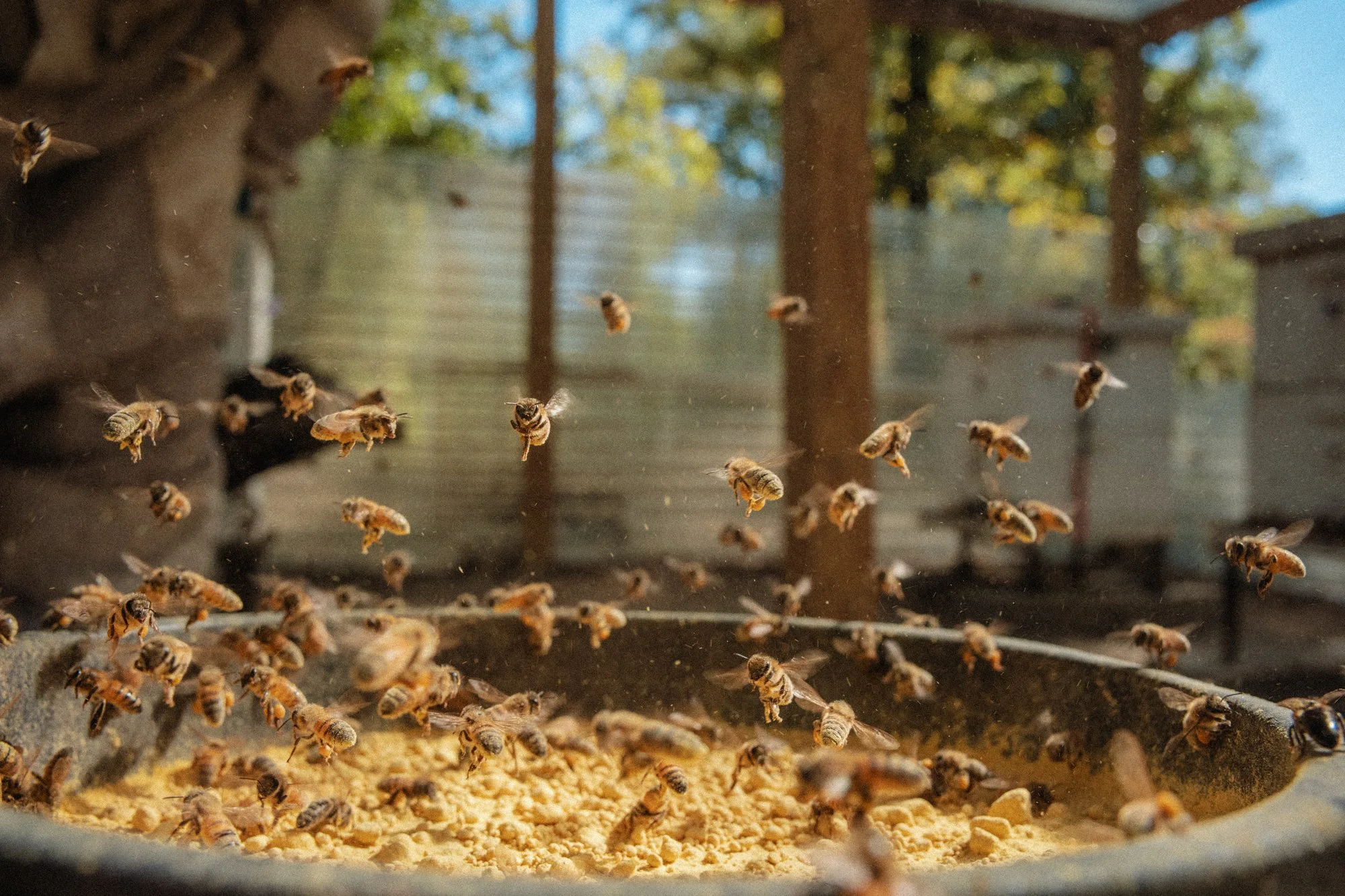 nashville+franklin+williamson+lewis+branding+lifestyle+photographer+portrait+editorial++tennessee+documentary+bees+apiary+beekeeping+beekeeper+honey+farming+agriculture+environmentalism+rural-16.jpg