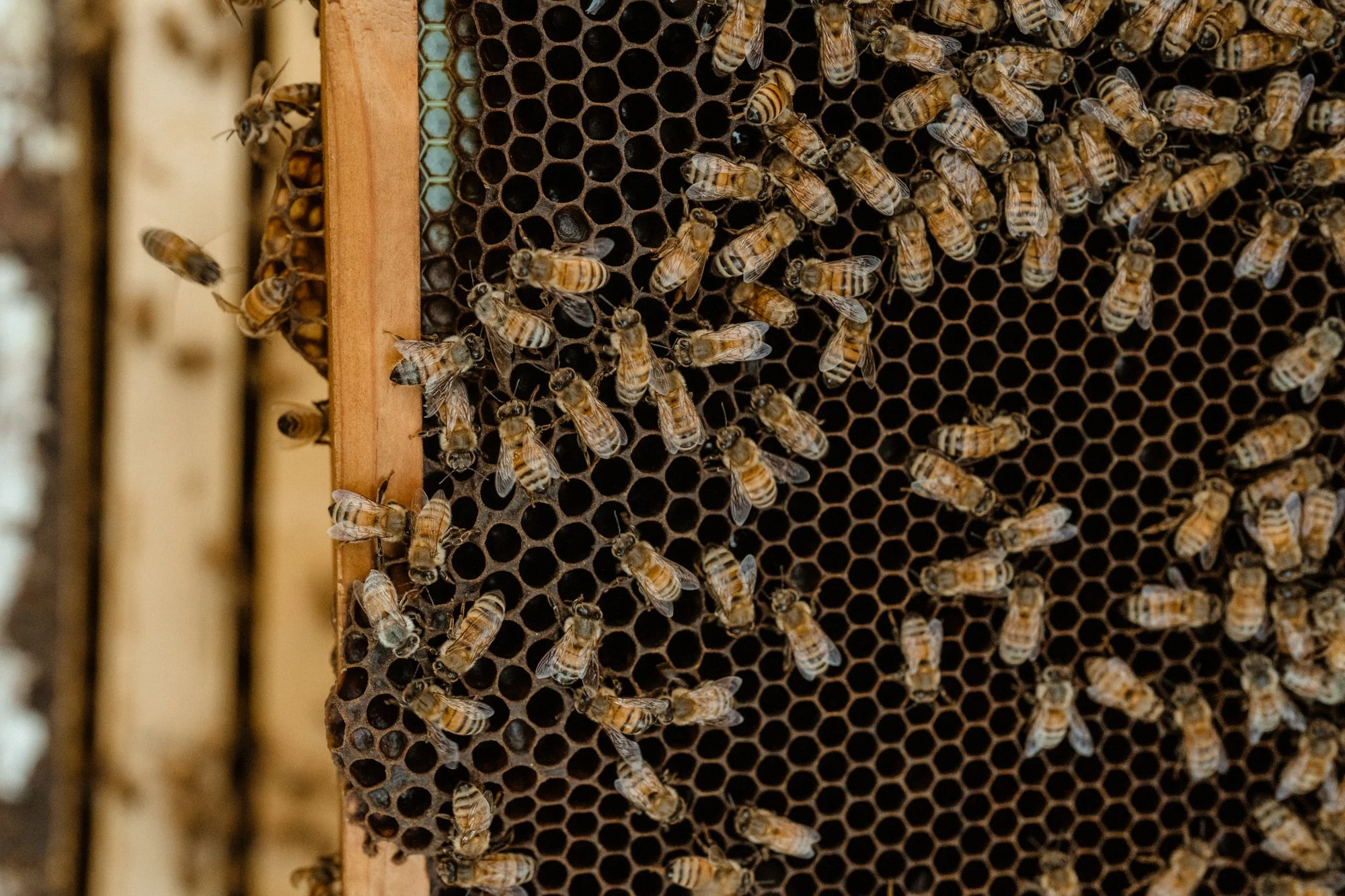 nashville+franklin+williamson+lewis+branding+lifestyle+photographer+portrait+editorial++tennessee+documentary+bees+apiary+beekeeping+beekeeper+honey+farming+agriculture+environmentalism+rural-7.jpg