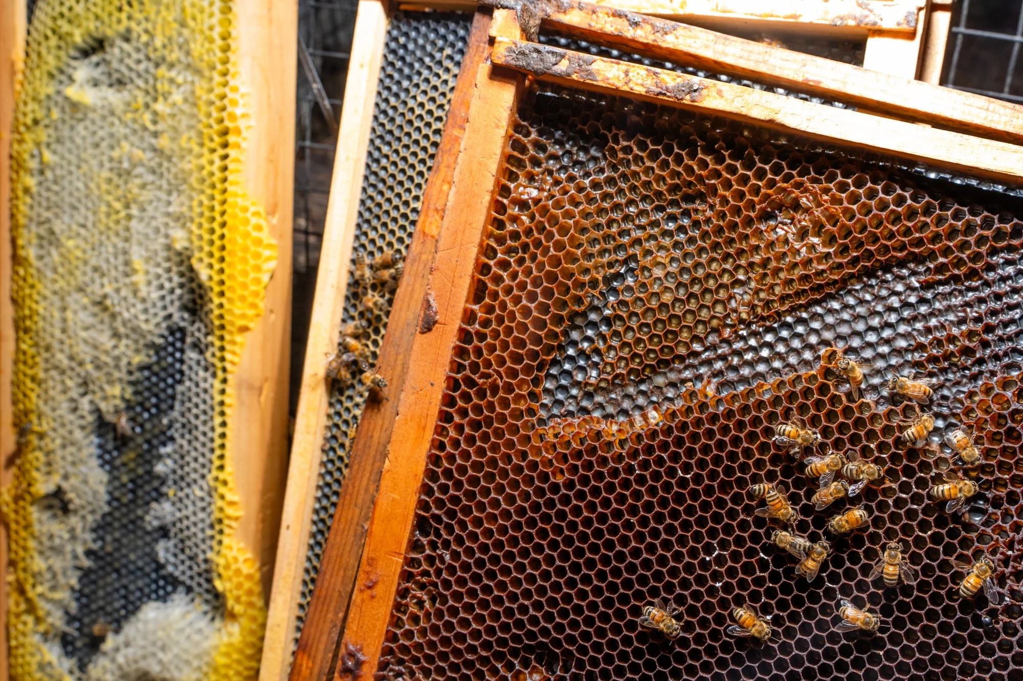 nashville+franklin+williamson+lewis+branding+lifestyle+photographer+portrait+editorial++tennessee+documentary+bees+apiary+beekeeping+beekeeper+honey+farming+agriculture+environmentalism+rural-21.jpg