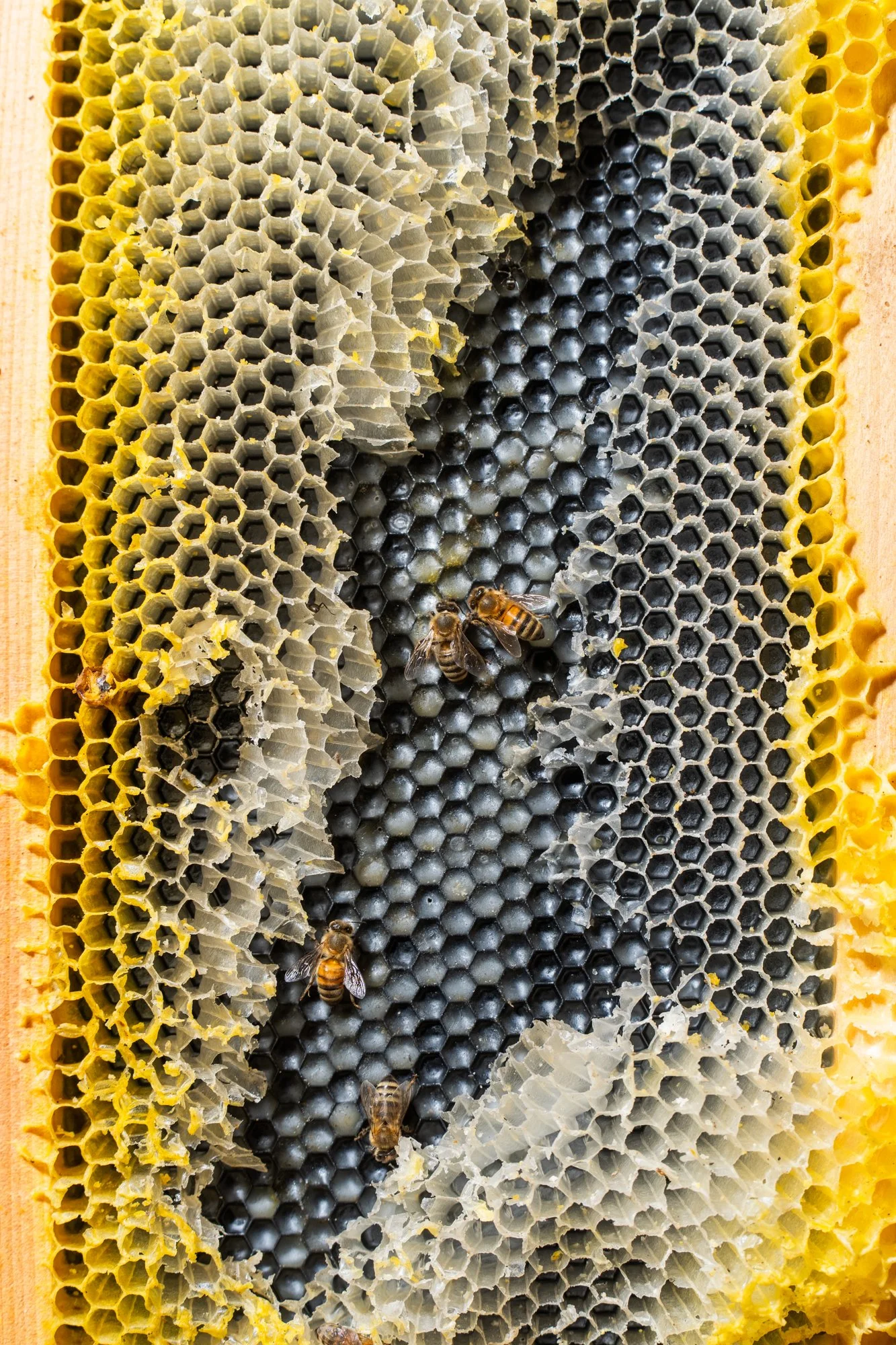 nashville+franklin+williamson+lewis+branding+lifestyle+photographer+portrait+editorial++tennessee+documentary+bees+apiary+beekeeping+beekeeper+honey+farming+agriculture+environmentalism+rural-19.jpg