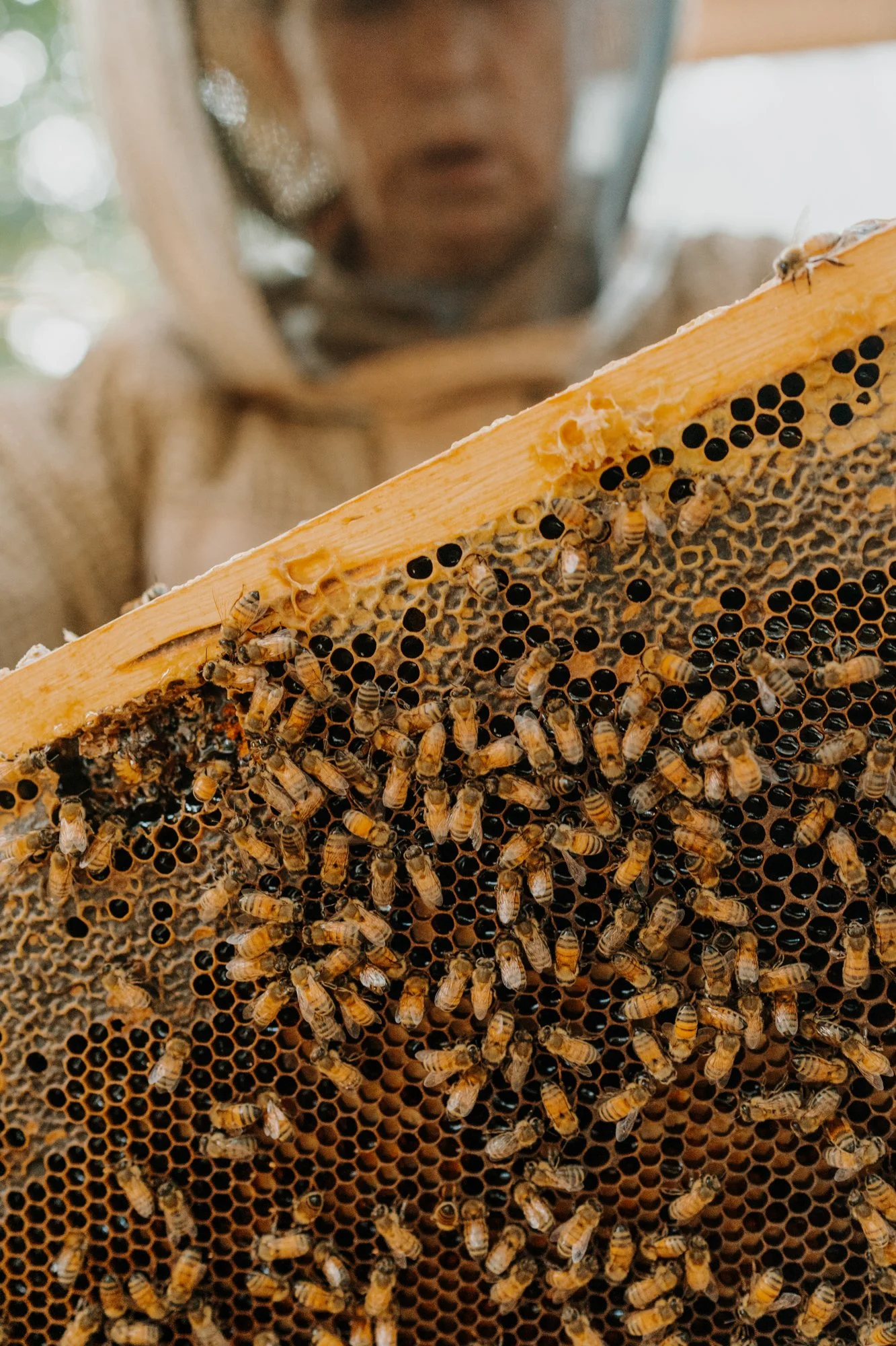 nashville+franklin+williamson+lewis+branding+lifestyle+photographer+portrait+editorial++tennessee+documentary+bees+apiary+beekeeping+beekeeper+honey+farming+agriculture+environmentalism+rural-1.jpg
