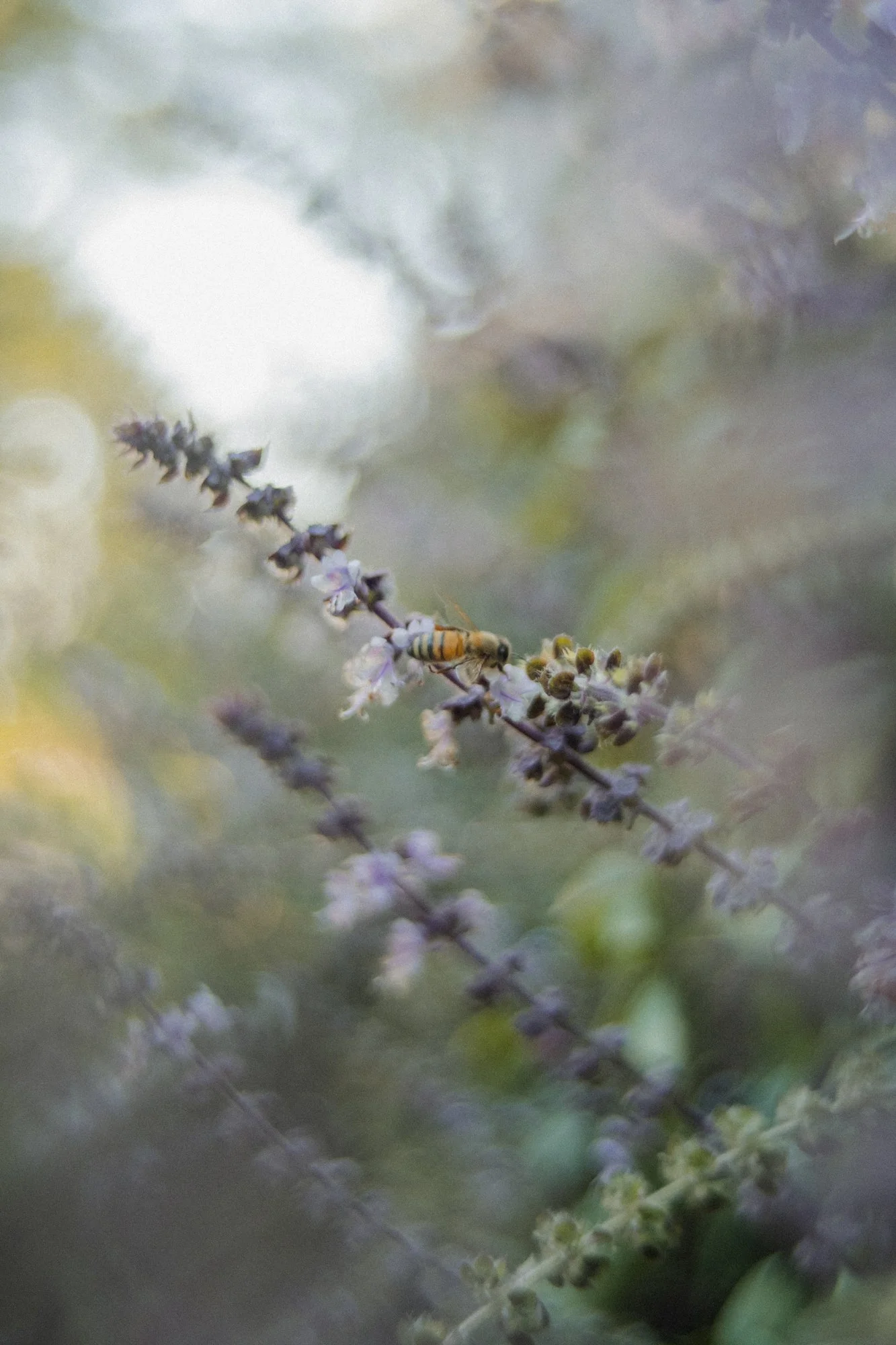 nashville+franklin+williamson+lewis+branding+lifestyle+photographer+portrait+editorial++tennessee+documentary+bees+apiary+beekeeping+beekeeper+honey+farming+agriculture+environmentalism+rural-15.jpg