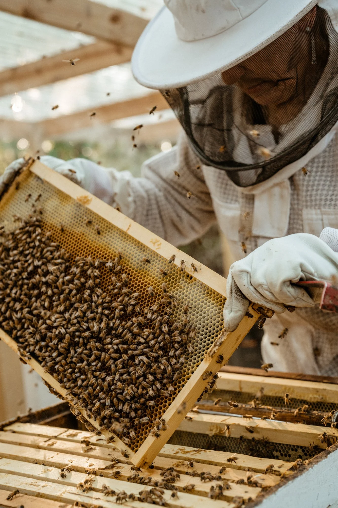 nashville+franklin+williamson+lewis+branding+lifestyle+photographer+portrait+editorial++tennessee+documentary+bees+apiary+beekeeping+beekeeper+honey+farming+agriculture+environmentalism+rural-5.jpg