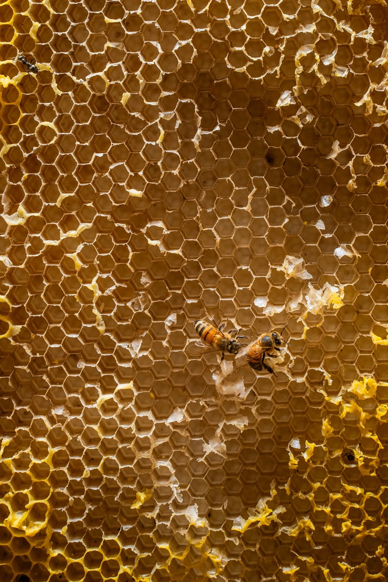 nashville+franklin+williamson+lewis+branding+lifestyle+photographer+portrait+editorial++tennessee+documentary+bees+apiary+beekeeping+beekeeper+honey+farming+agriculture+environmentalism+rural-20.jpg