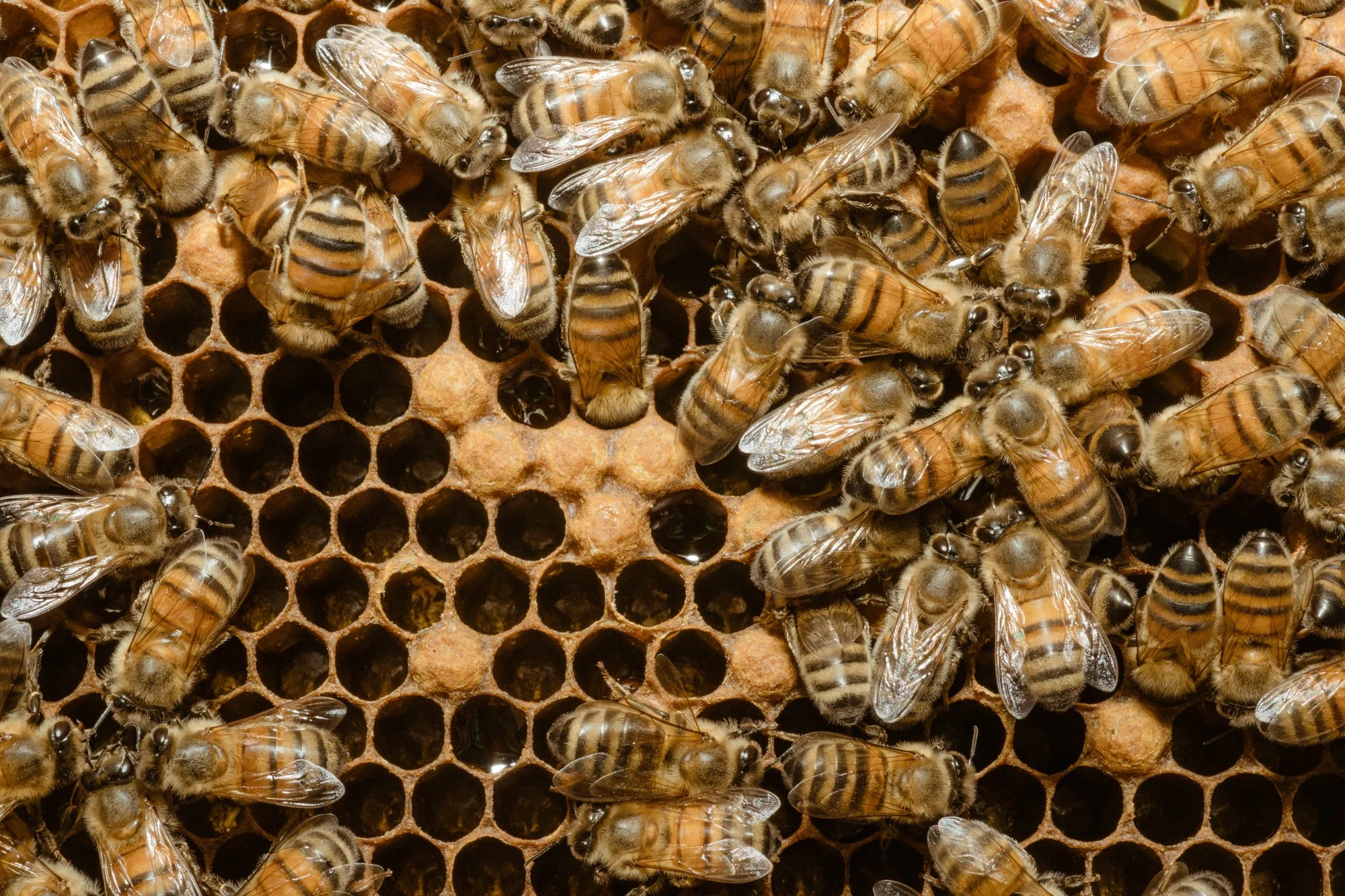nashville+franklin+williamson+lewis+branding+lifestyle+photographer+portrait+editorial++tennessee+documentary+bees+apiary+beekeeping+beekeeper+honey+farming+agriculture+environmentalism+rural-10.jpg