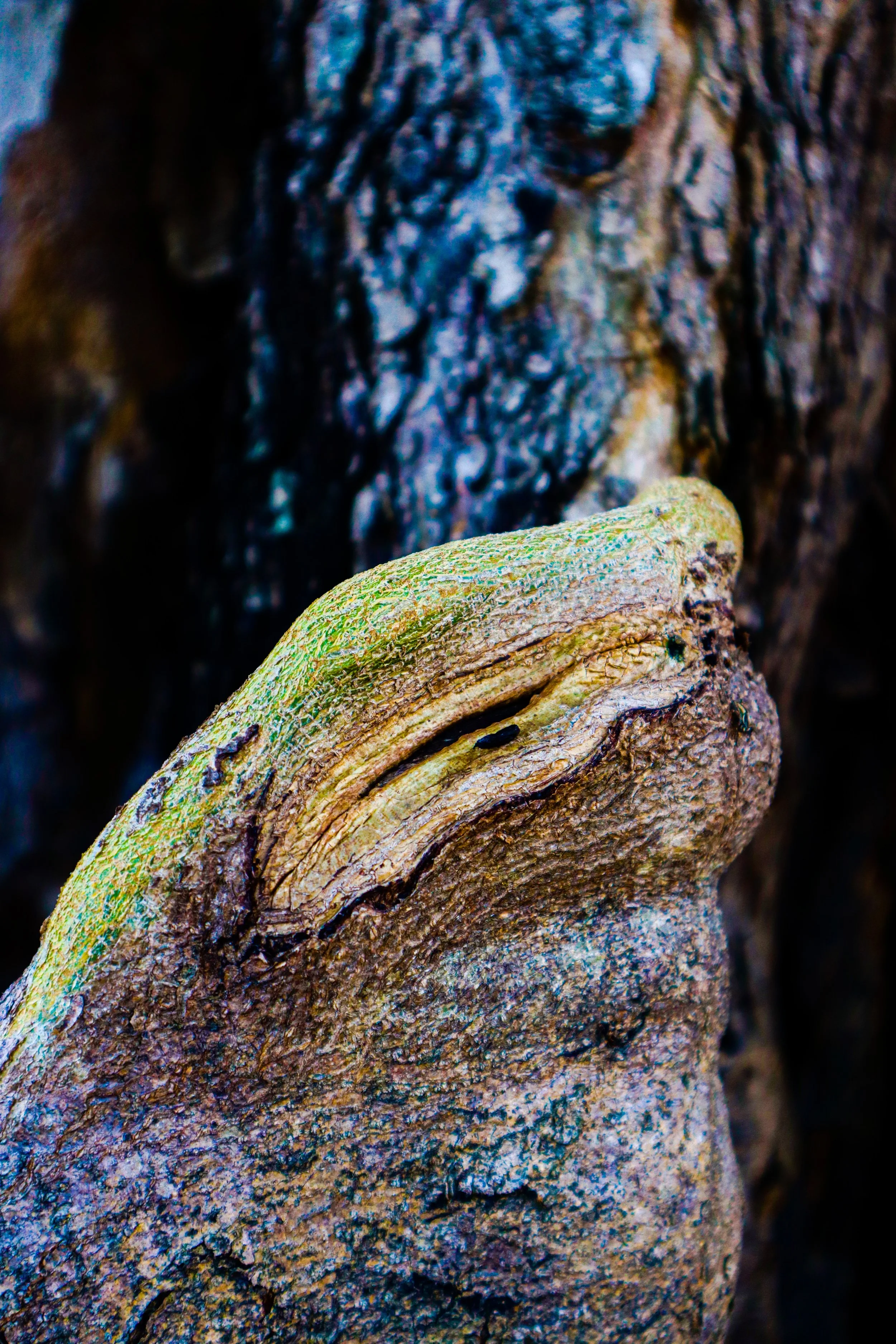 Bodhi / Enlightenment