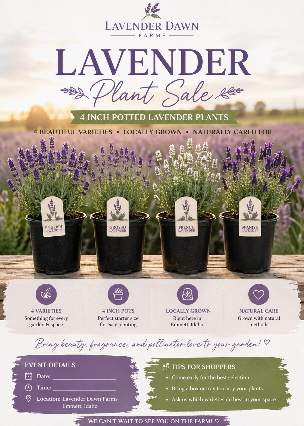 Lavender Plant Sale