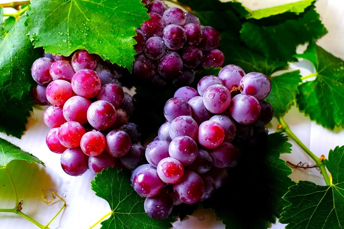 Close up image of bunches of grapes