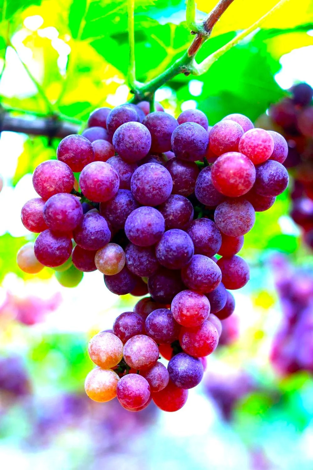 A close up image of grapes