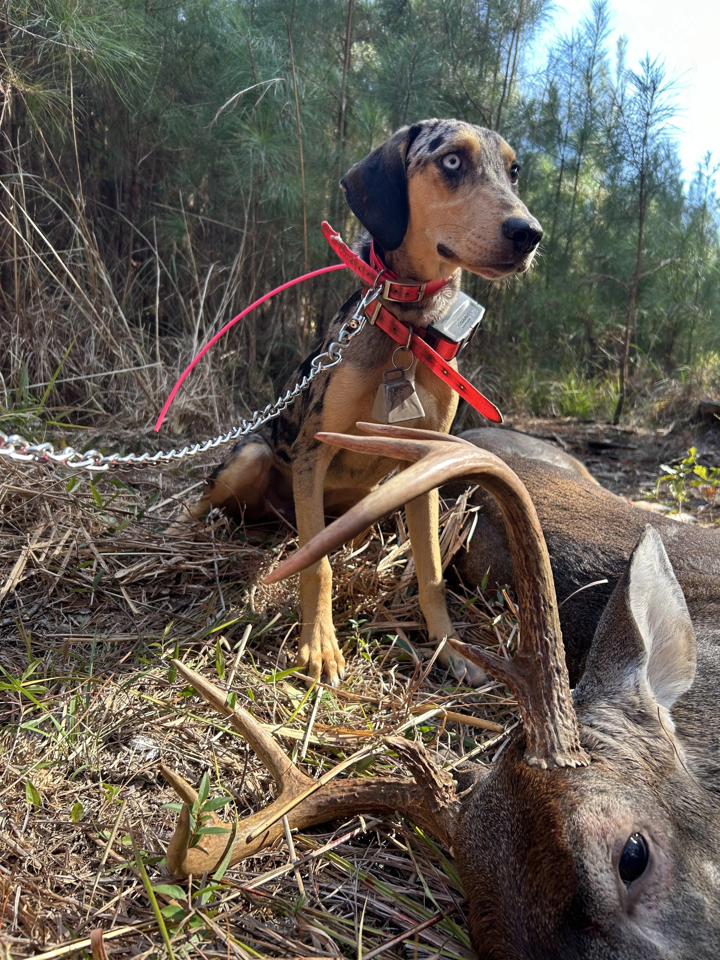 One on one tag along with me tracking wounded deer!
