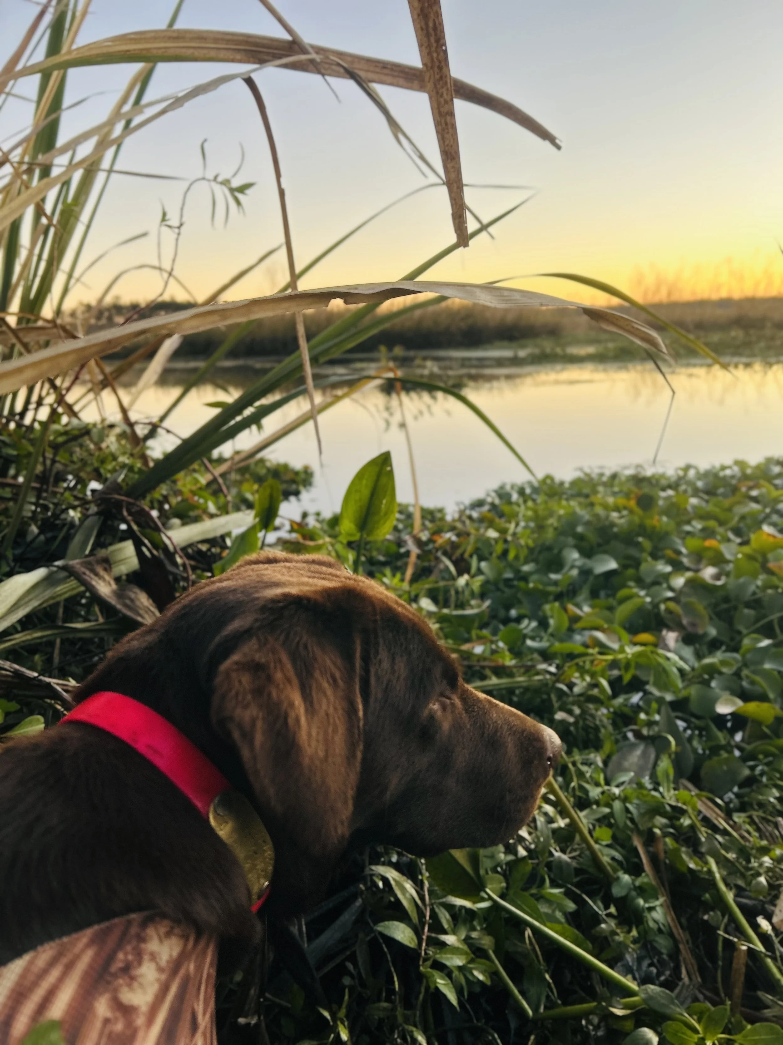 Duck hunting the beautiful Lowcountry