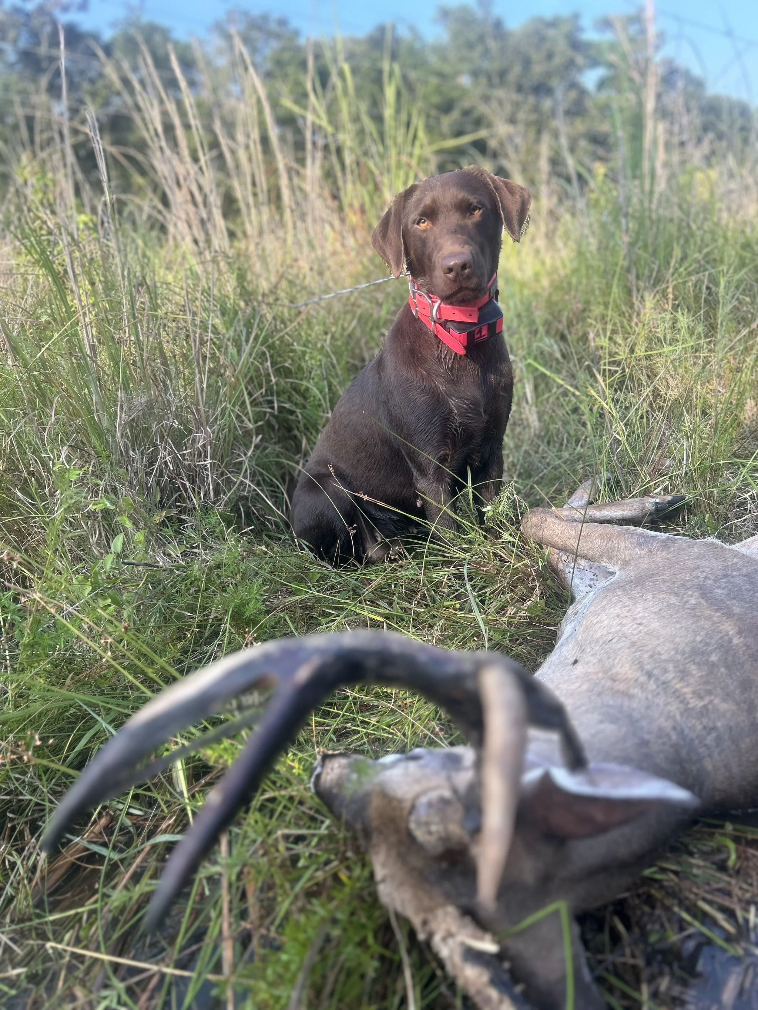 One on one tag along with me tracking wounded deer!