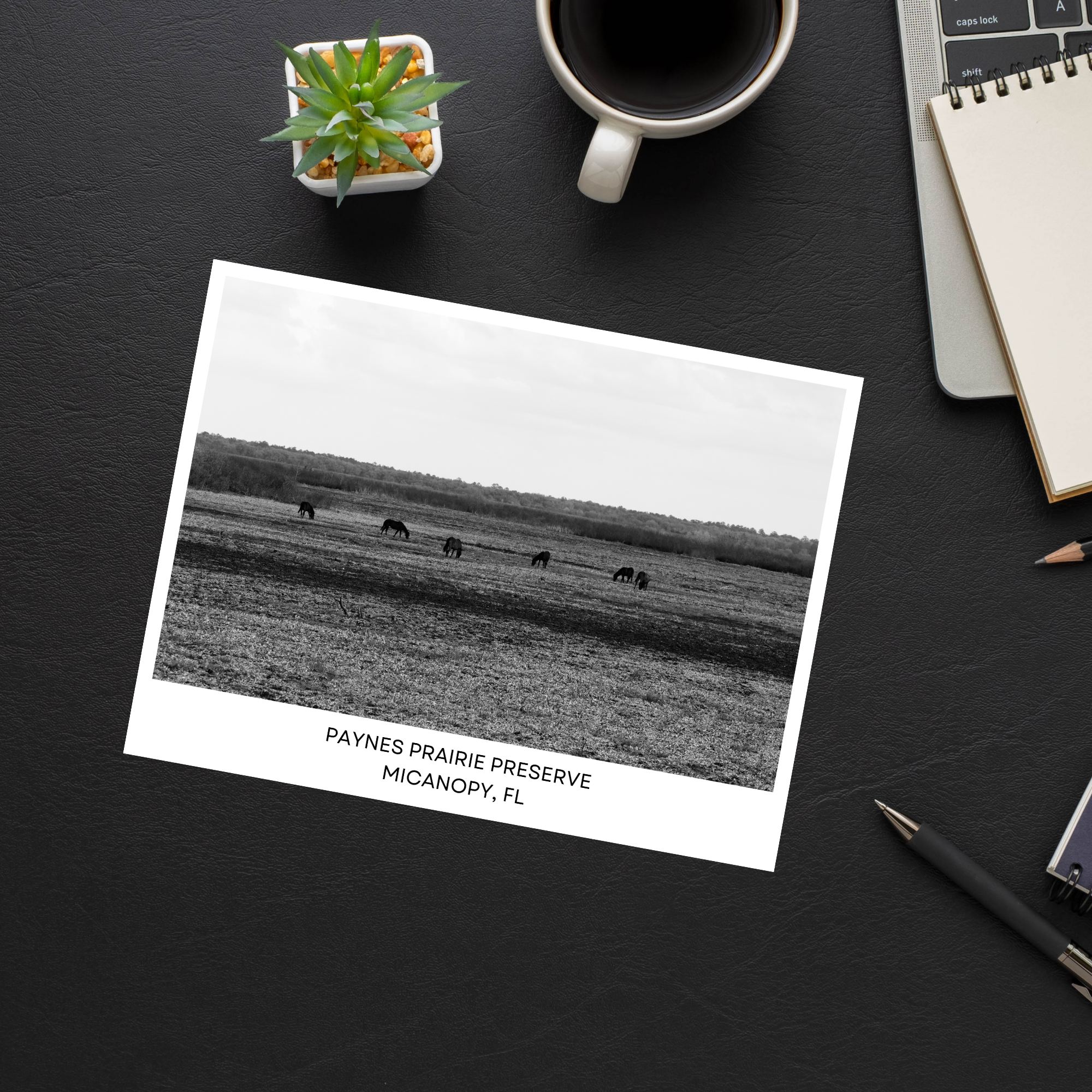 Paynes Praire Preserve Postcard