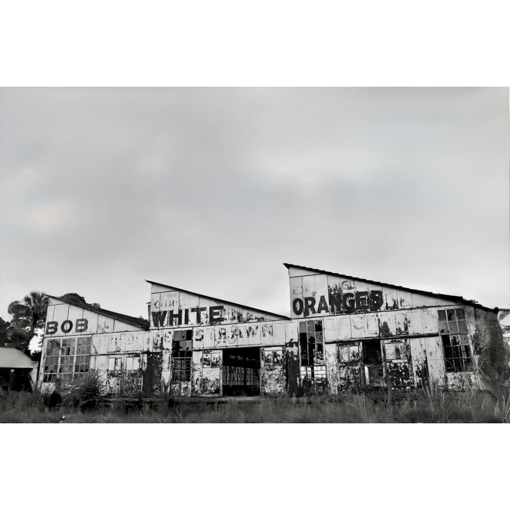 Bob White Oranges | Metal and Canvas Print