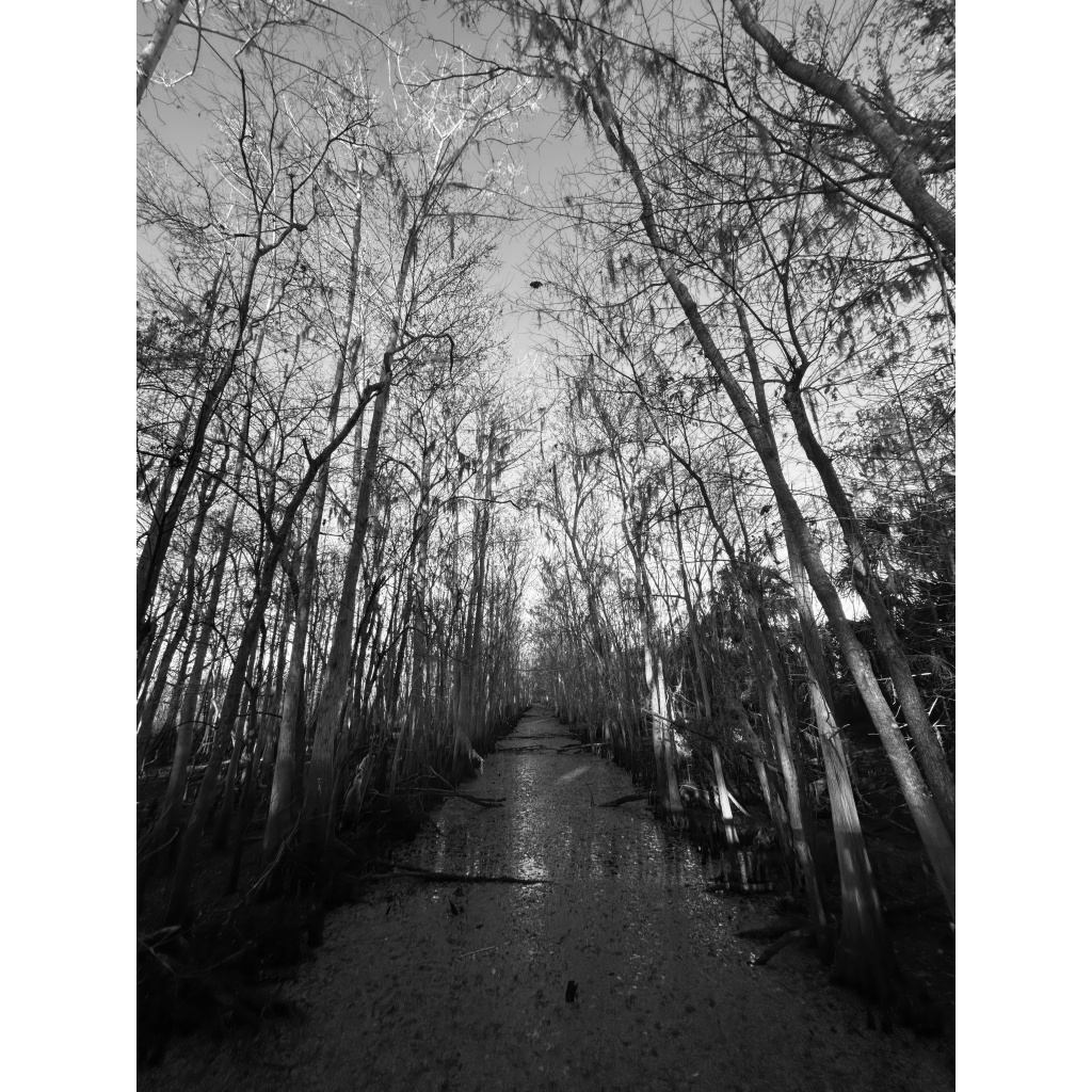 Through the Cypress | Metal and Canvas Print